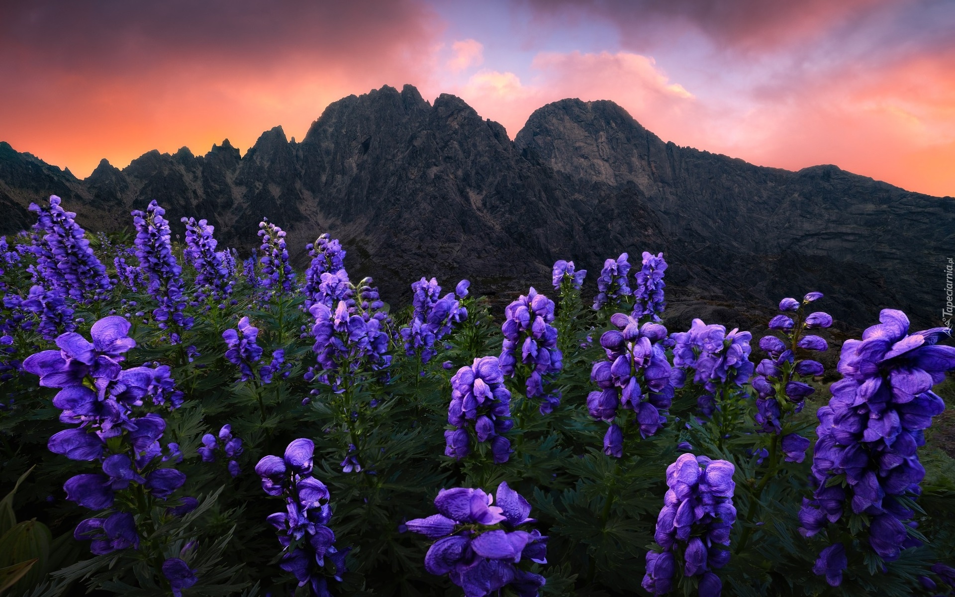 Słowacja, Góry, Tatry Wysokie, Kwiaty, Łubin, Zachód słońca, Chmury