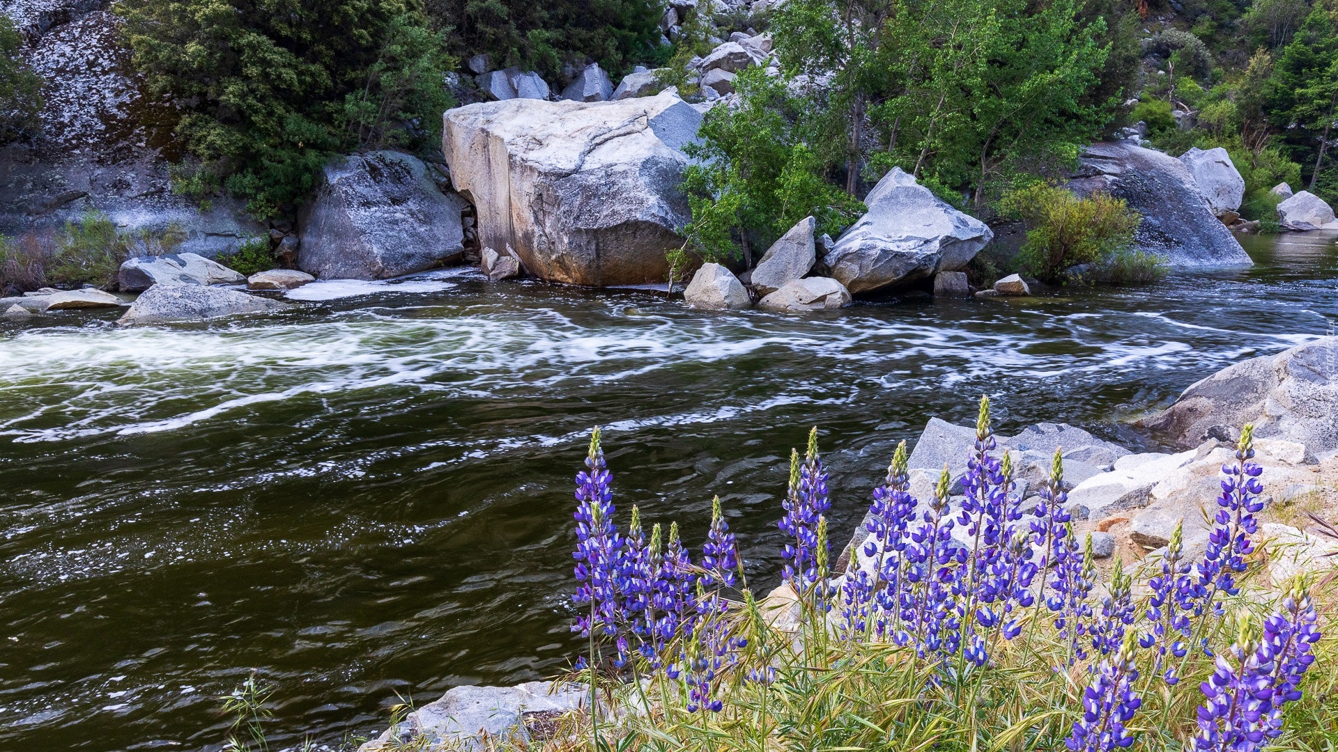 Rzeka, Merced River, Kamienie, Głazy, Kwiaty, Łubin, Park Narodowy Yosemite, Kalifornia, Stany Zjednoczone