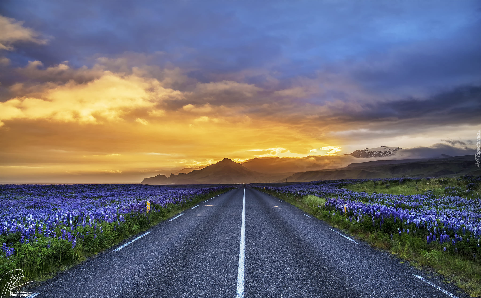 Droga, Góry, Pole, Kwiaty, Łubiny, Niebo, Reykjavík, Islandia