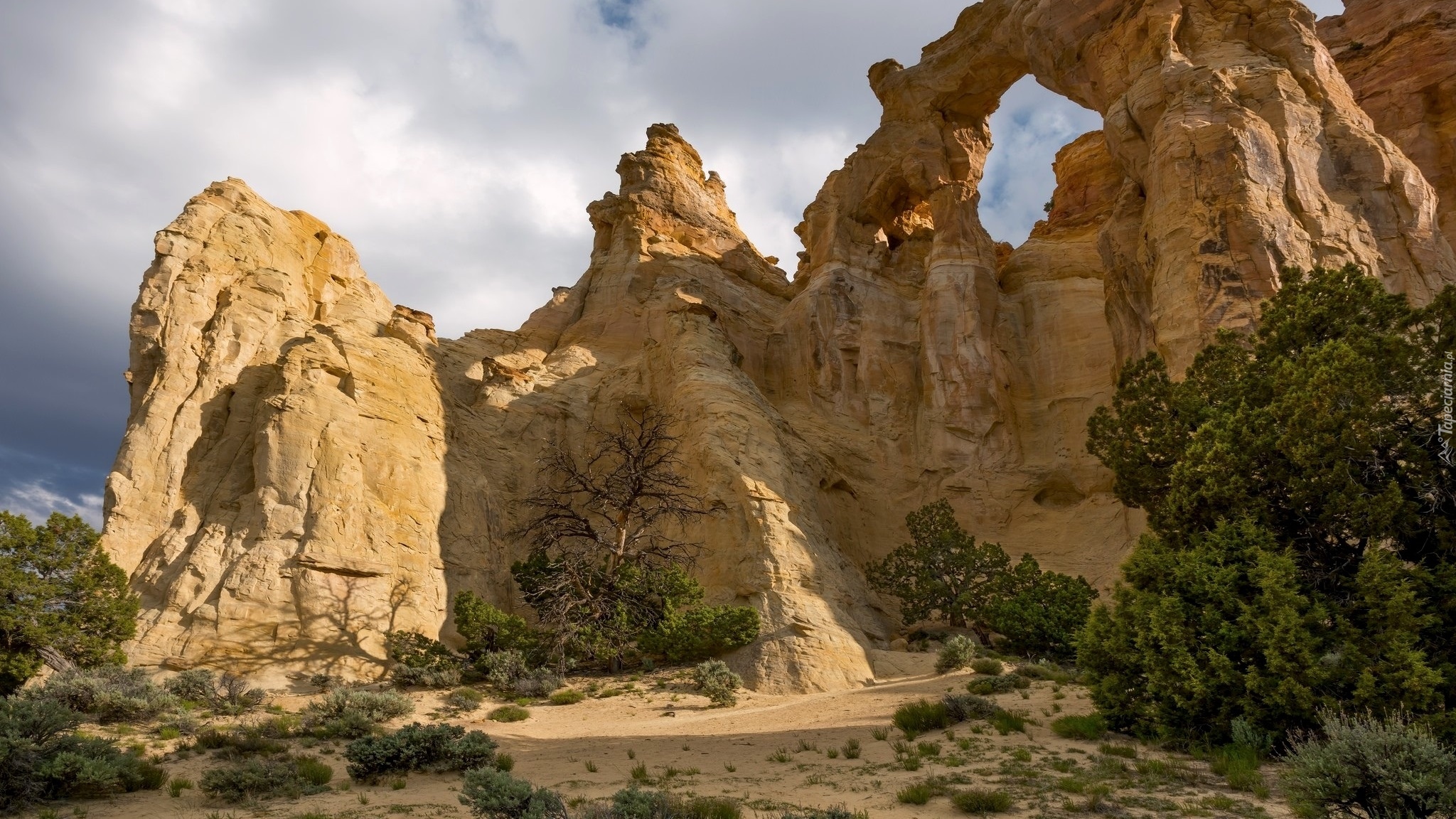 Stany Zjednoczone, Stan Utah, Pomnik Narodowy Grand Staircase-Escalante National Monument, Hrabstwo Kane, Łuk skalny Grosvenor Arch, Piaskowiec, Rośliny