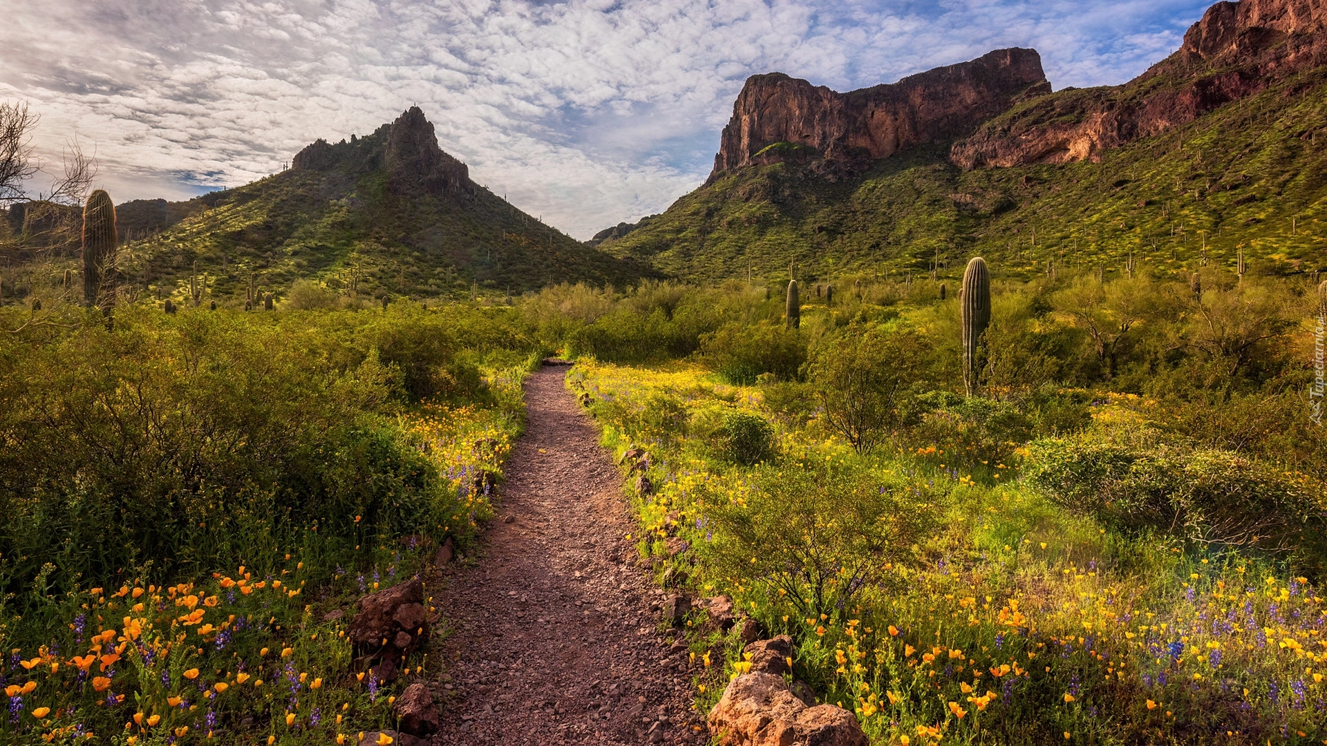 Stany Zjednoczone, Arizona, Park stanowy Picacho Peak, Góra, Zachód słońca, Kaktusy, Kwiaty, Łąka