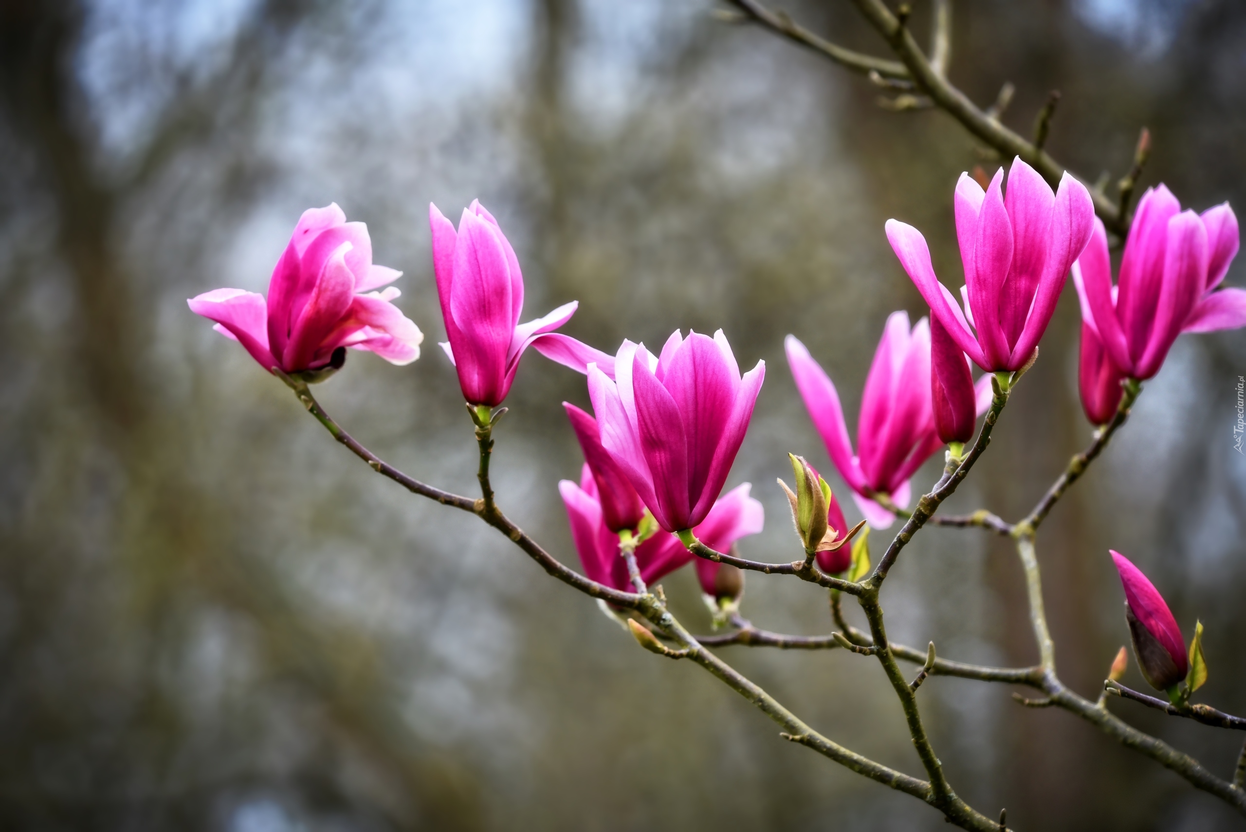 Magnolia purpurowa, Kwiaty, Gałązki