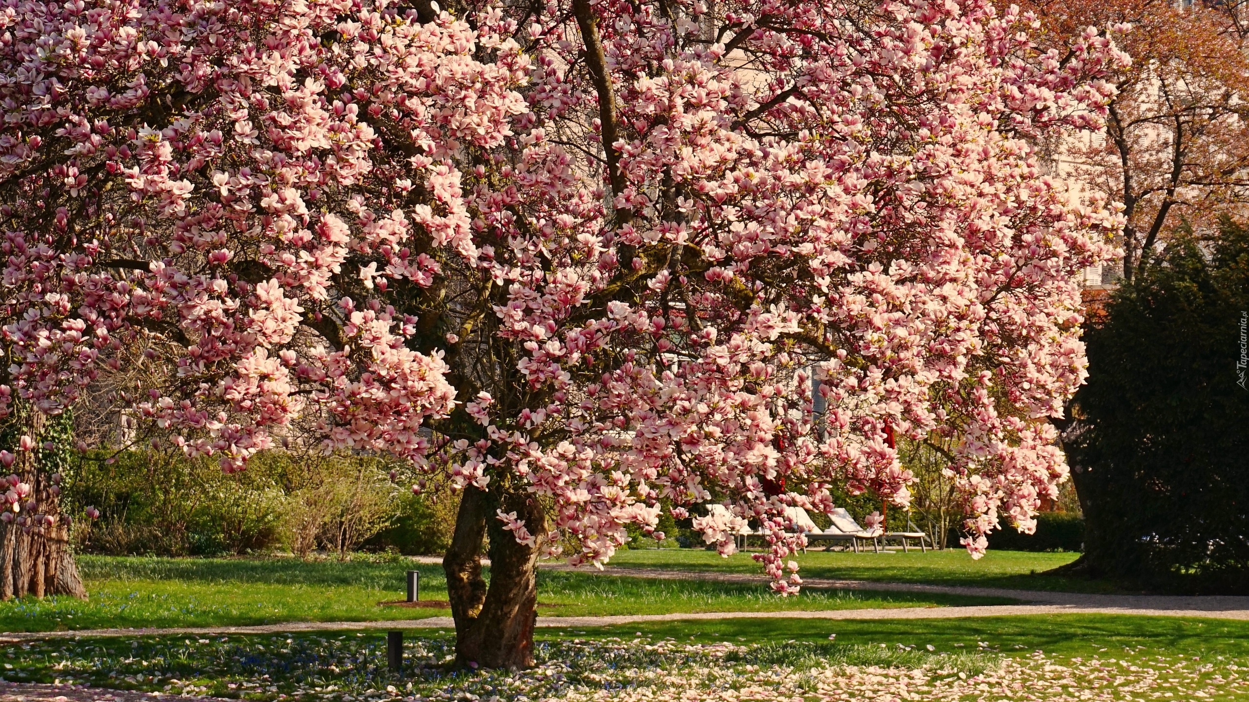 Drzewo, Magnolia, Kwiaty, Park, Wiosna