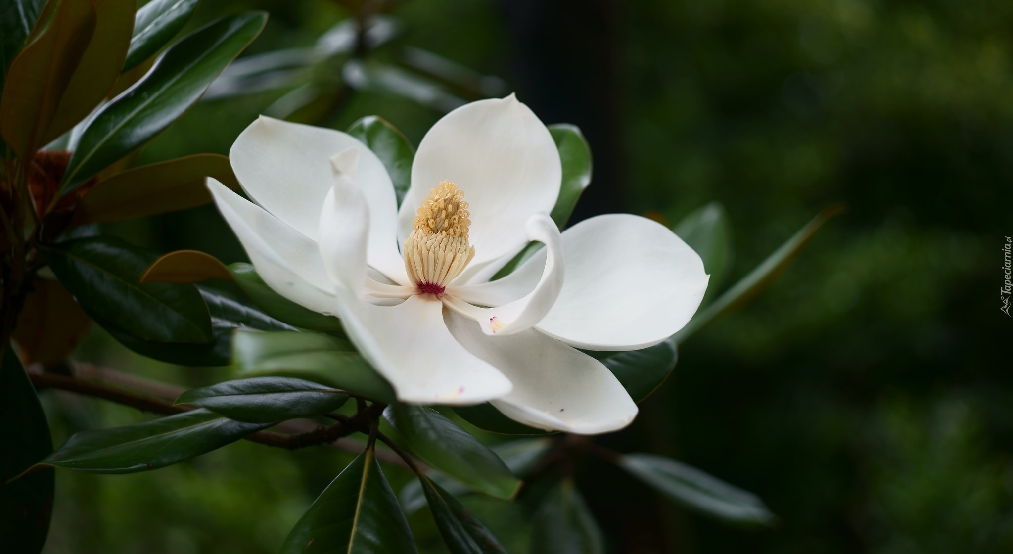 Magnolia wielkokwiatowa, Biała, Rozwinięta, Pręciki, Gałązka, Liście