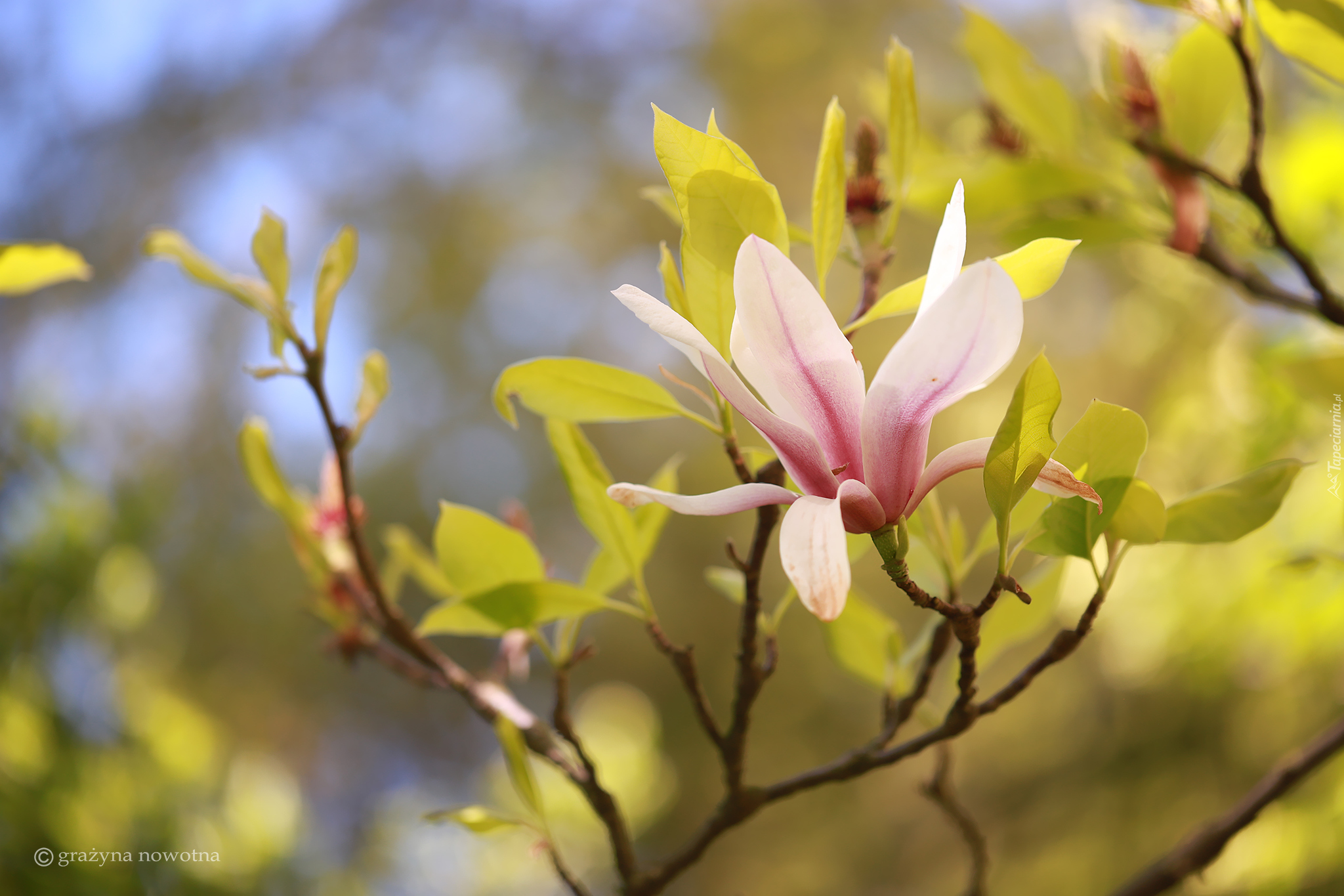 Różowa, Magnolia, Kwiat, Krzew, Gałązki