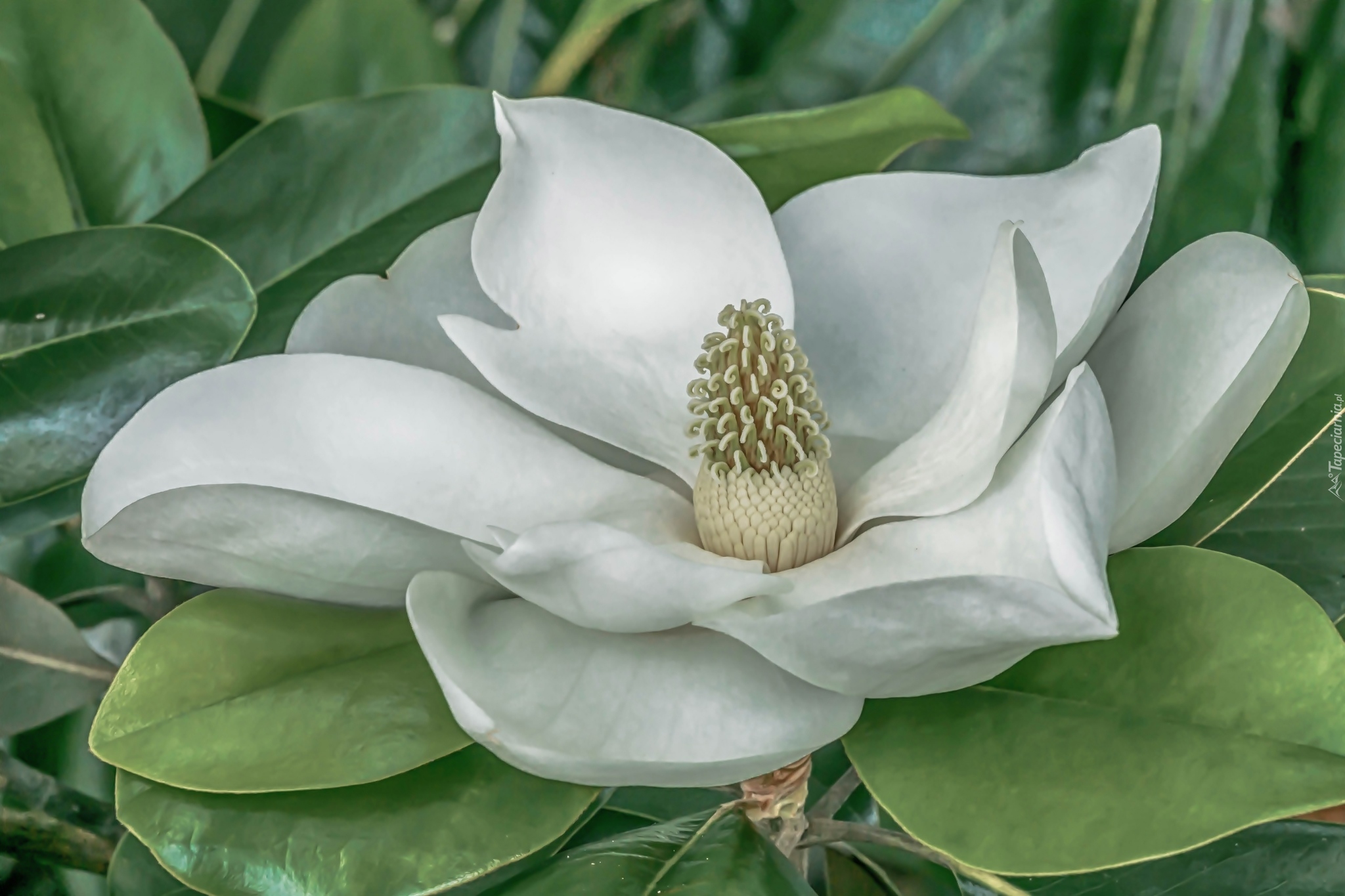 Biała, Magnolia wielkokwiatowa