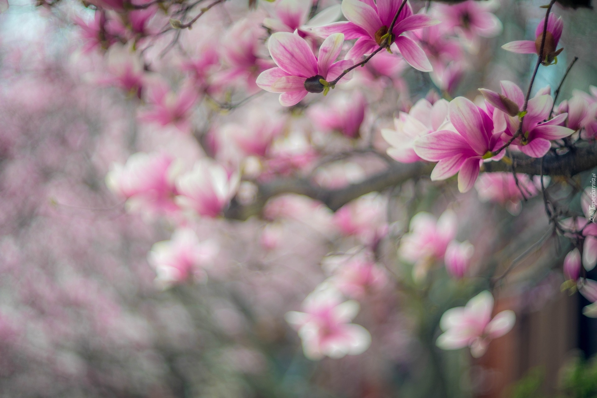 Gałęzie, Jasnoróżowe, Kwiaty, Magnolia