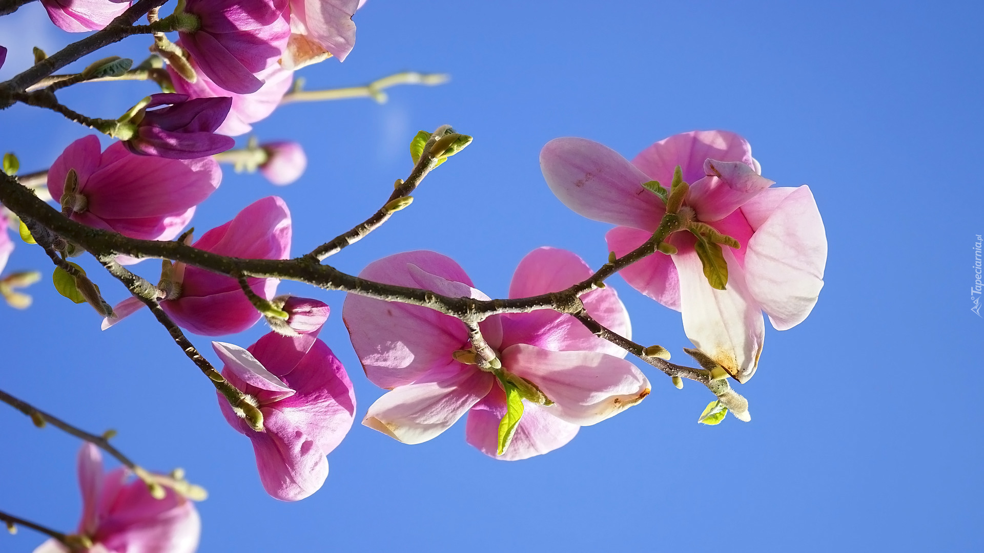 Gałązka, Kwiaty, Magnolia, Niebo