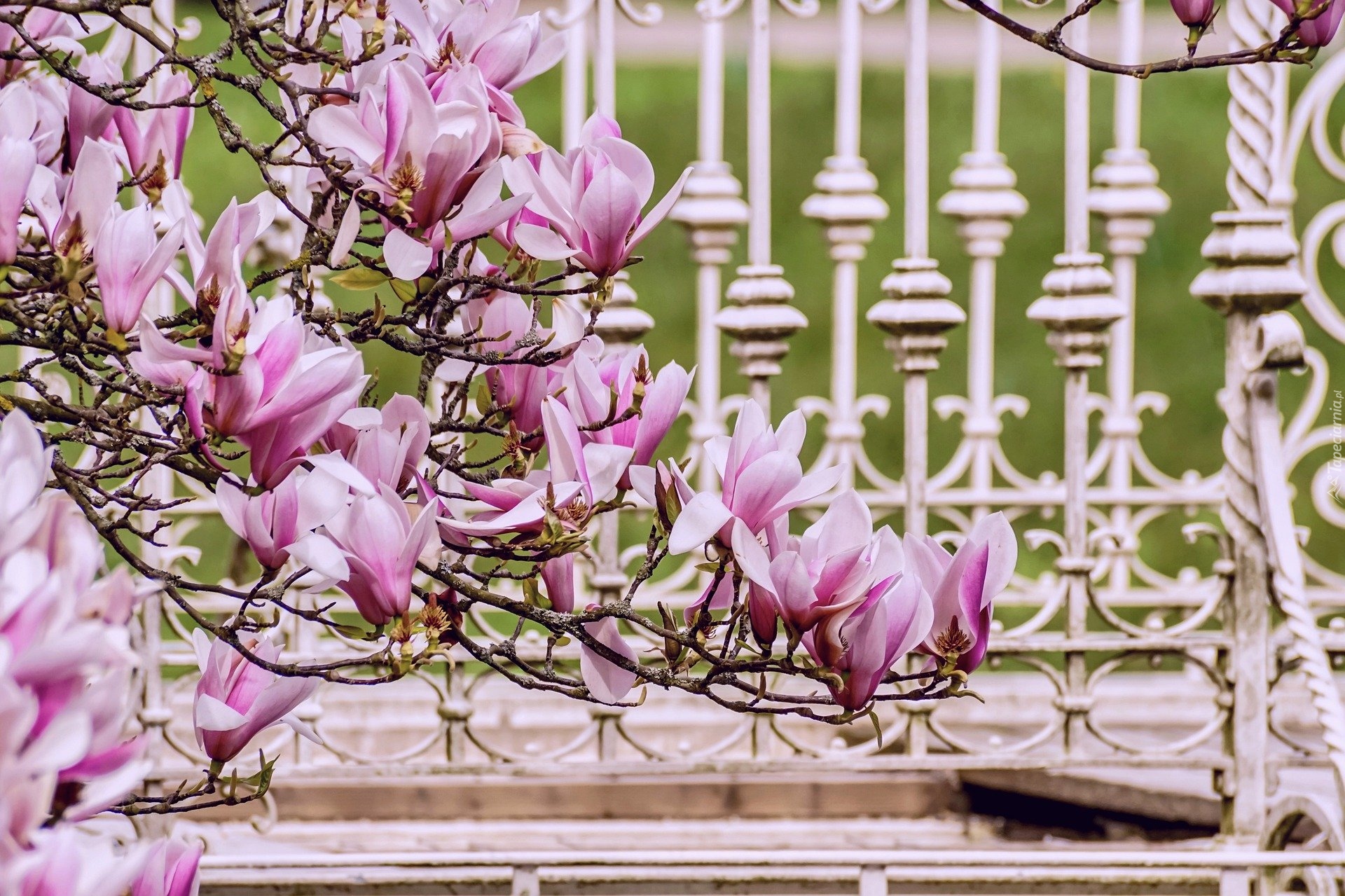 Gałązki, Kwiaty, Magnolia, Ogrodzenie