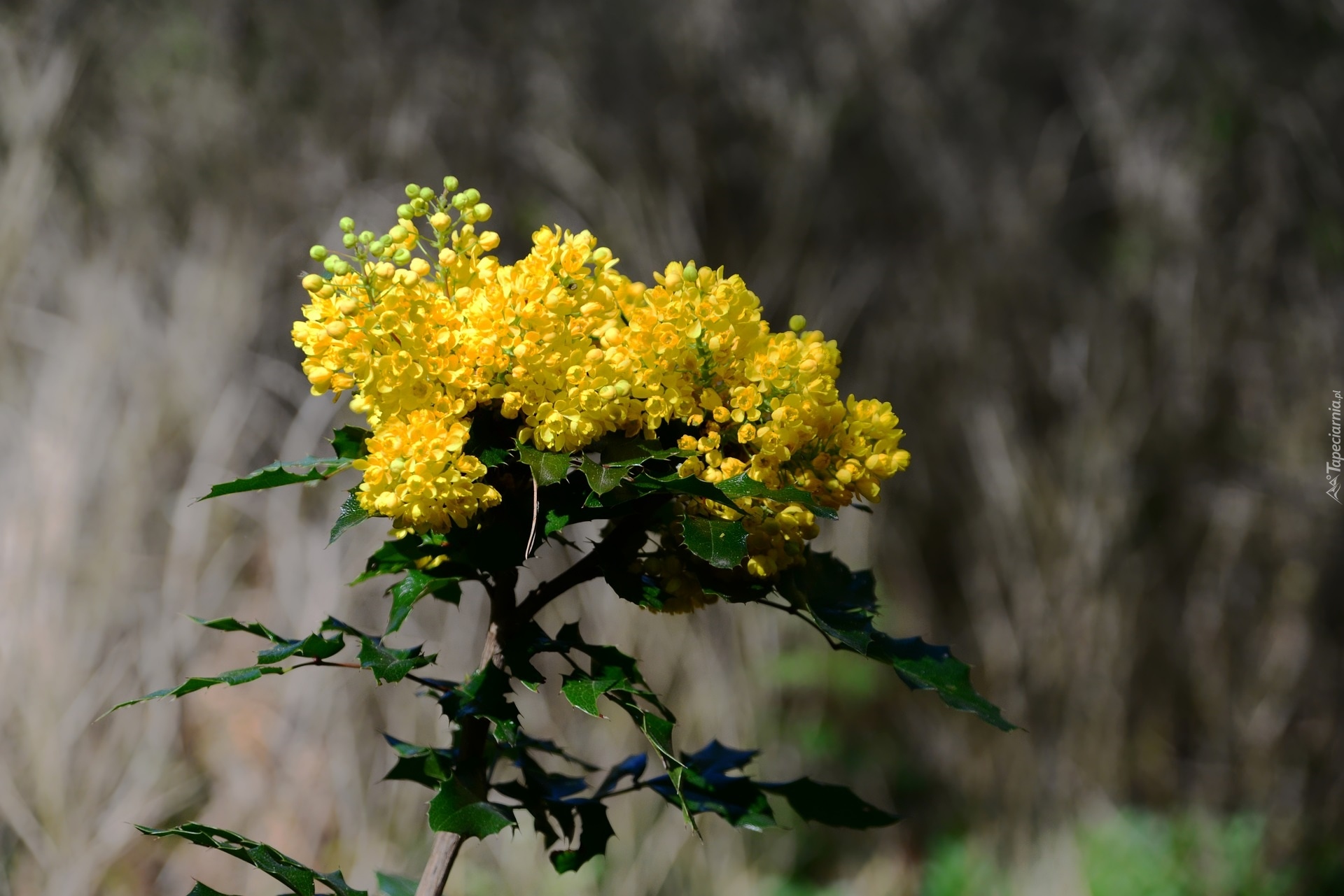 Krzew, Gałązka, Mahonia pospolita, Żółte, Kwiaty