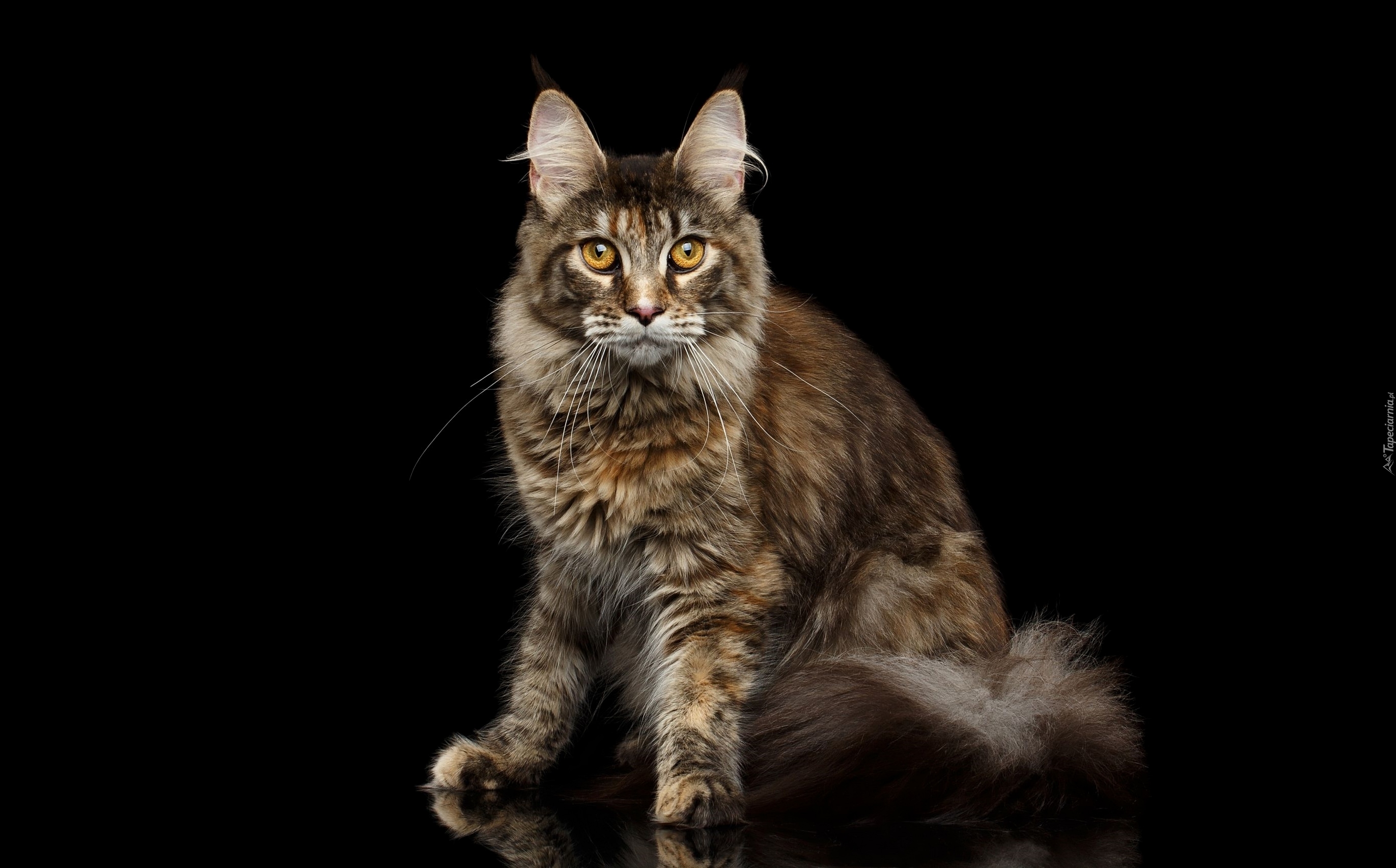 Kot, Maine coon, Czarne tło