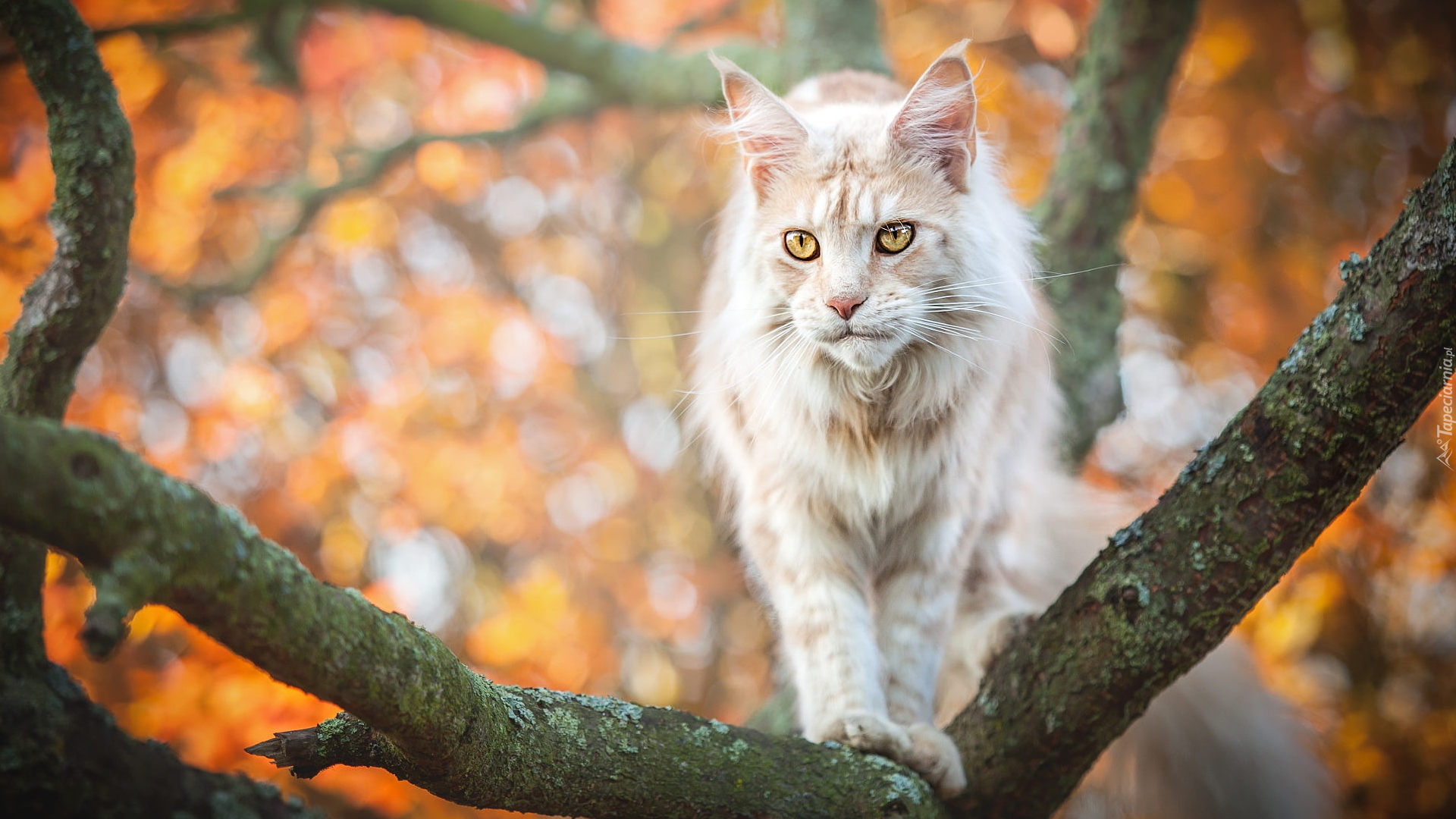 Kot, Maine coon, Drzewo, Gałęzie