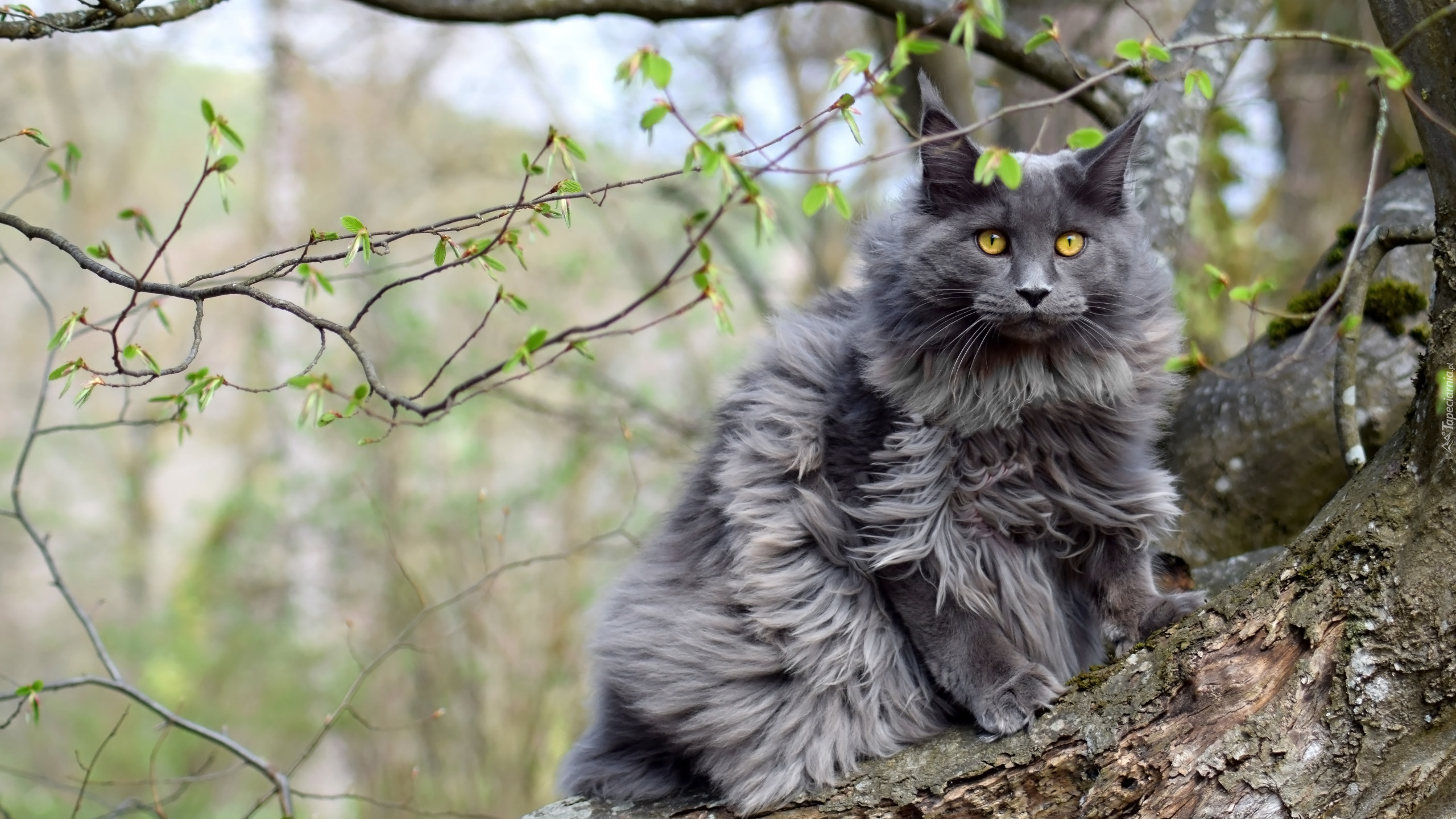 Kot, Maine coon, Drzewo, Gałązki