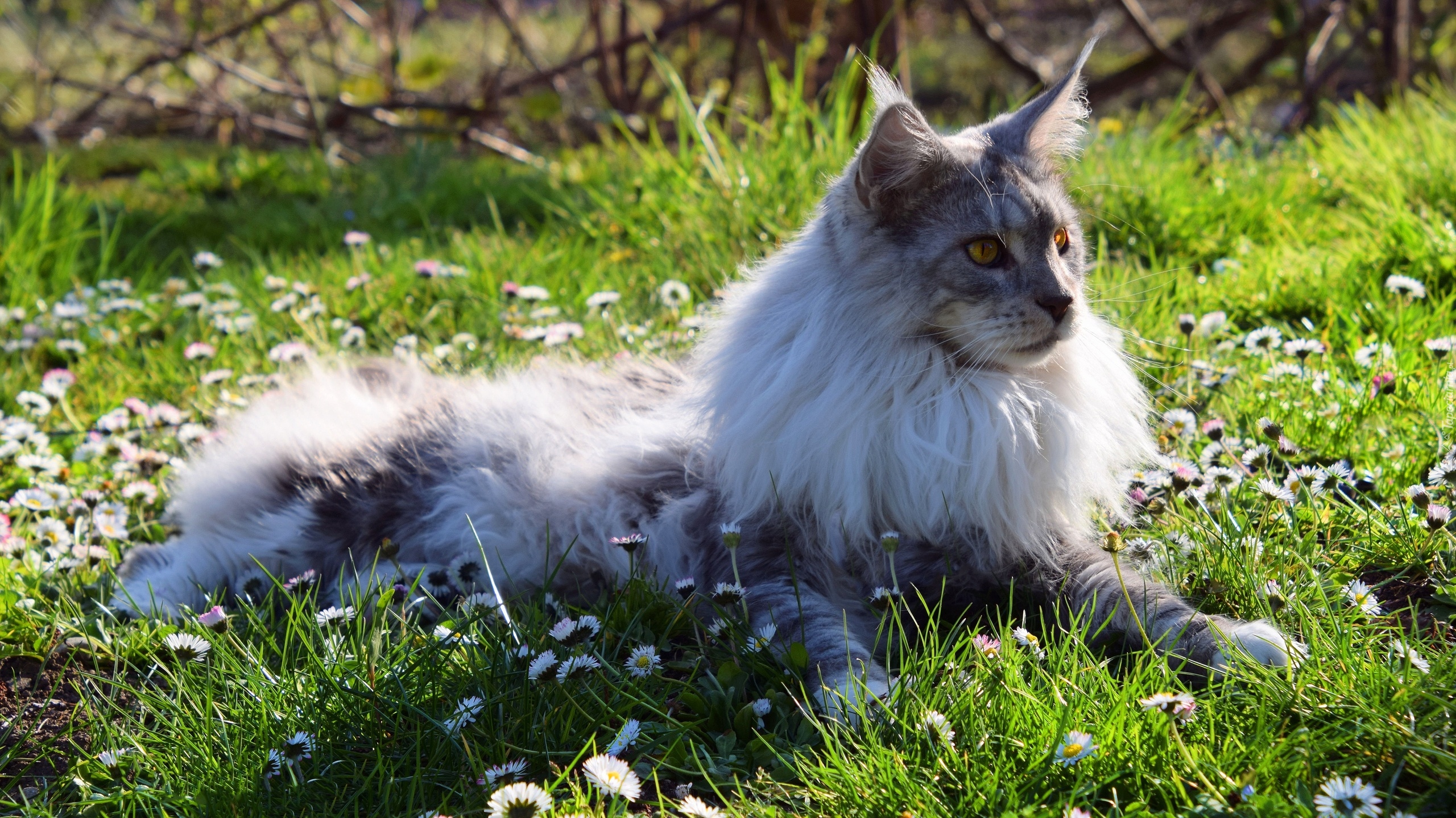 Kot, Maine Coon, Trawa, Stokrotki