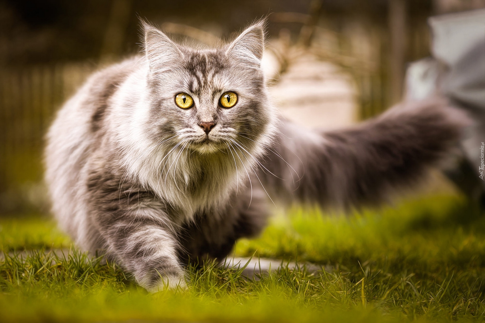 Kot, Maine coon, Trawa