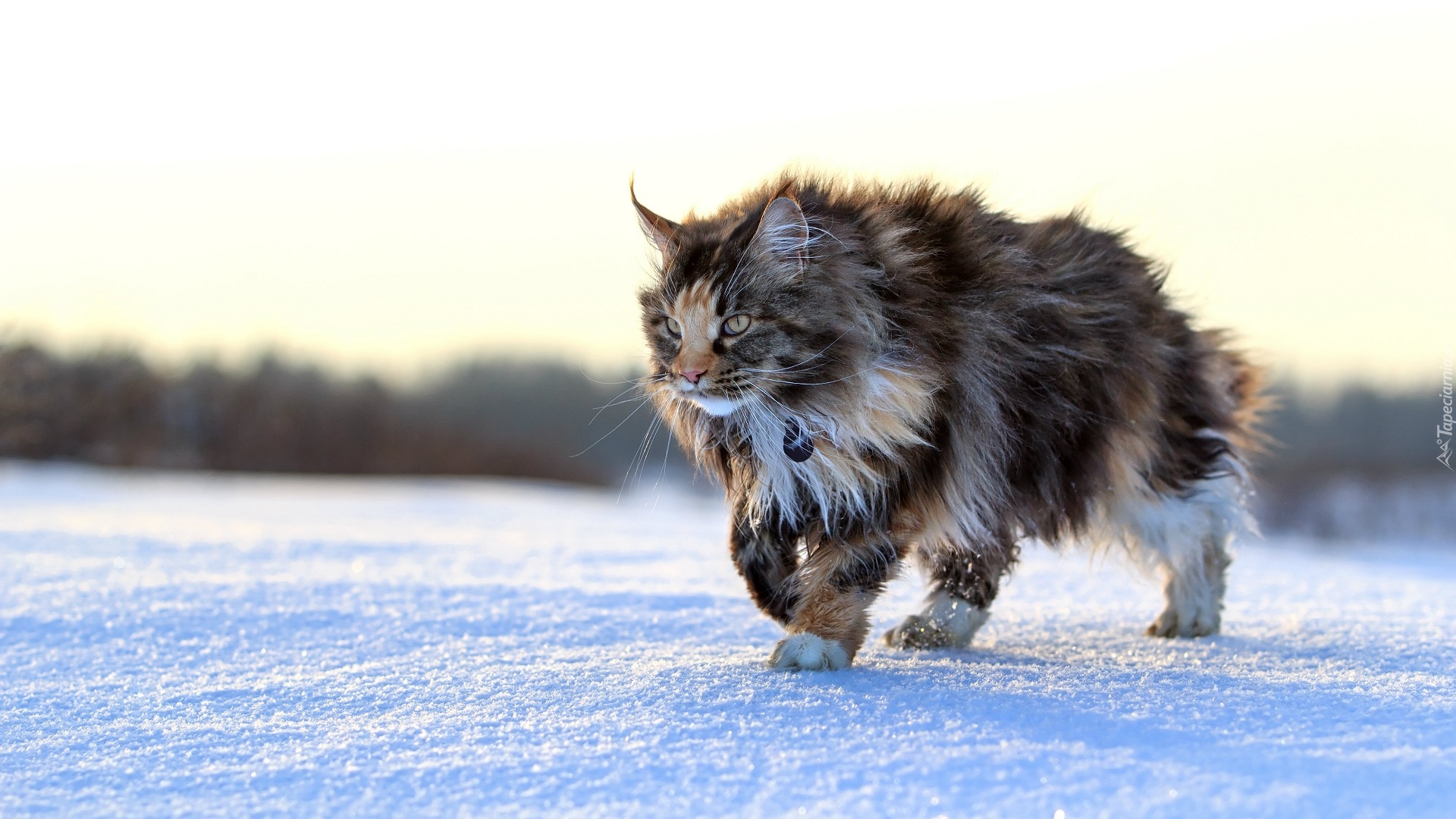 Kot, Maine coon, Zima, Śnieg