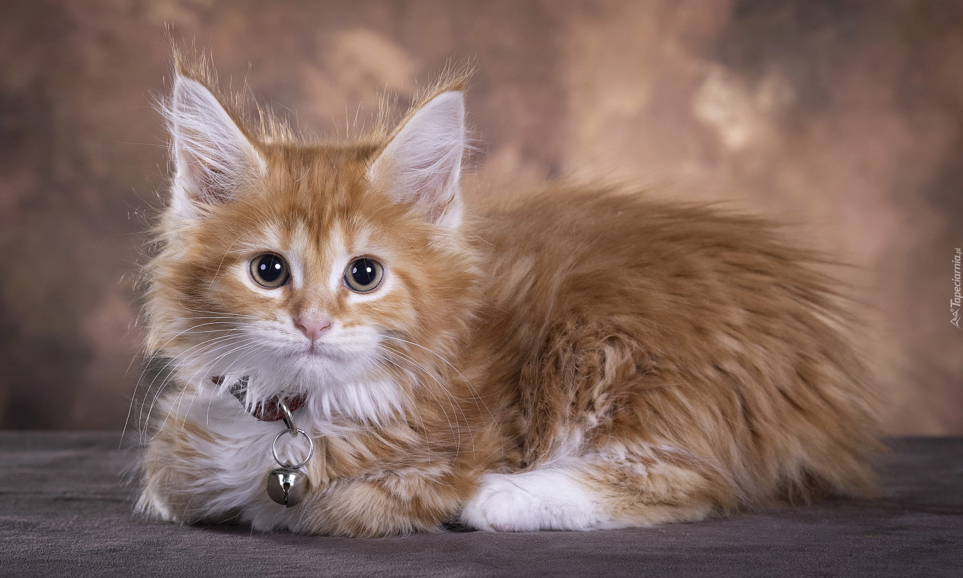 Kot, Maine coon, Obroża, Dzwoneczek