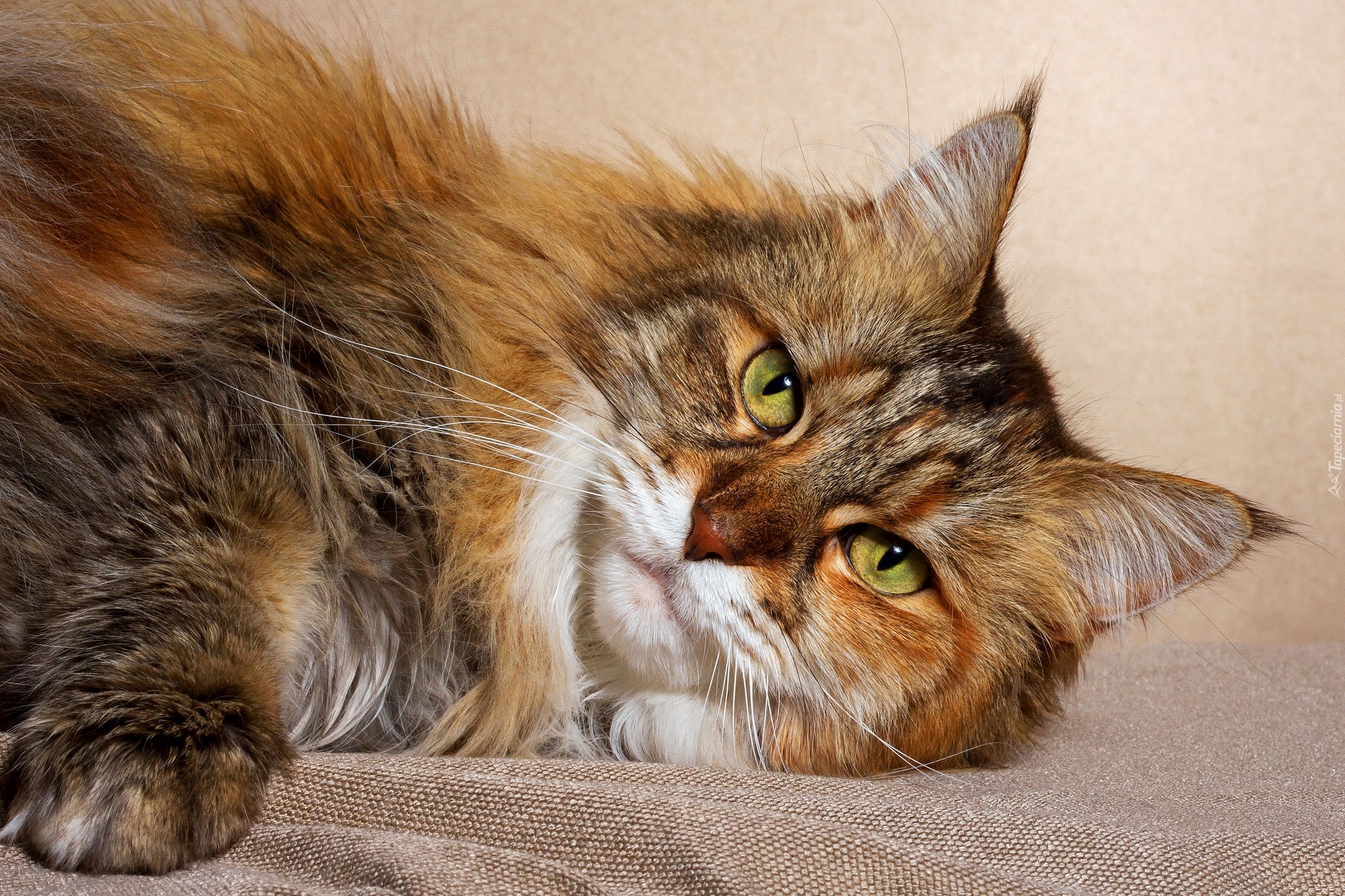 Leżący, Maine coon, Kot