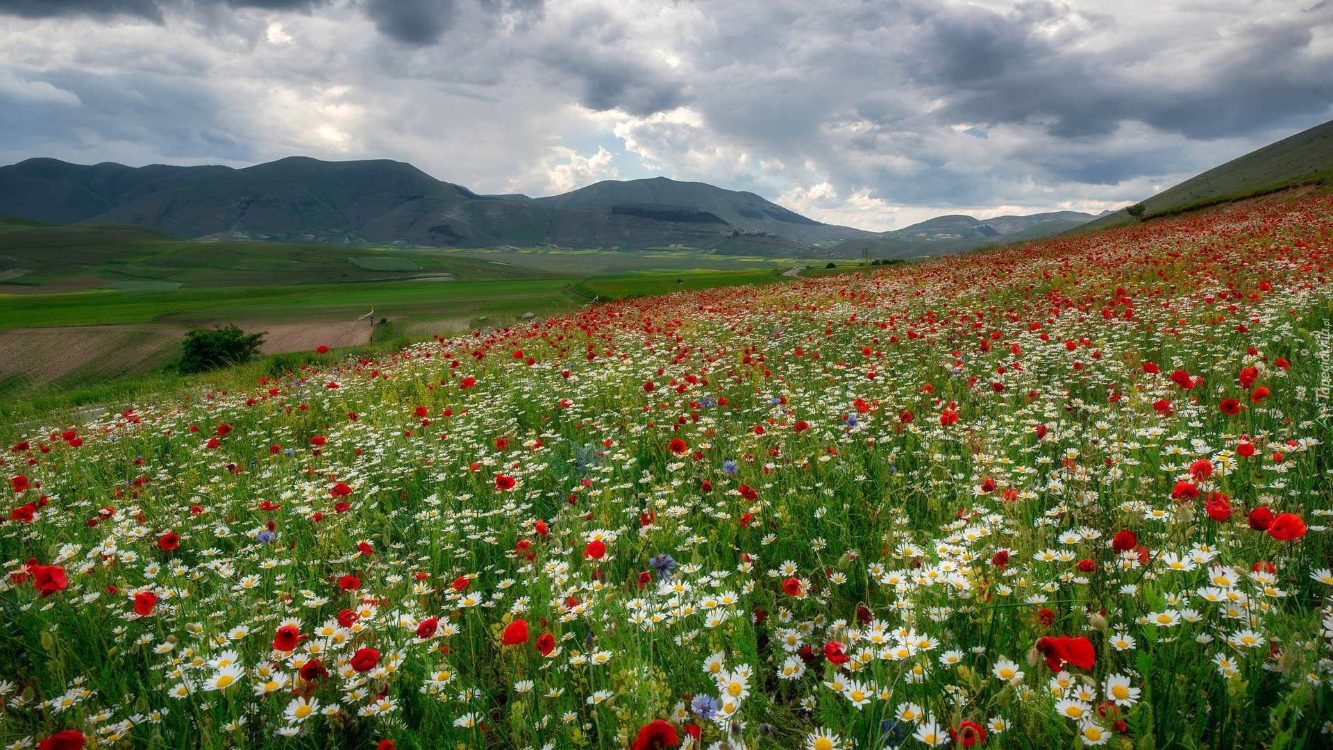 Łąka, Maki, Margerytki, Góry, Sibillini Mountains, Castelluccio, Umbria, Włochy