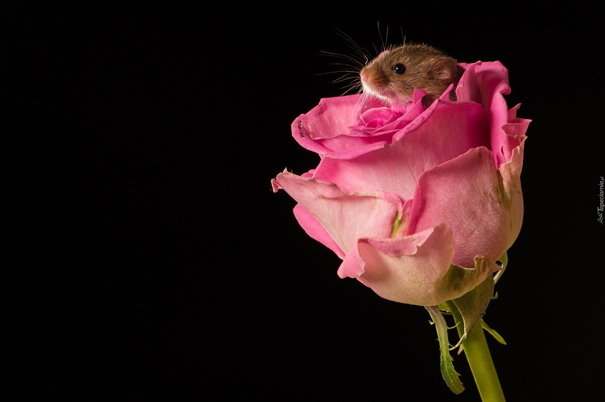 Różowa, Róża, Kwiat, Mała, Myszka, Mysz