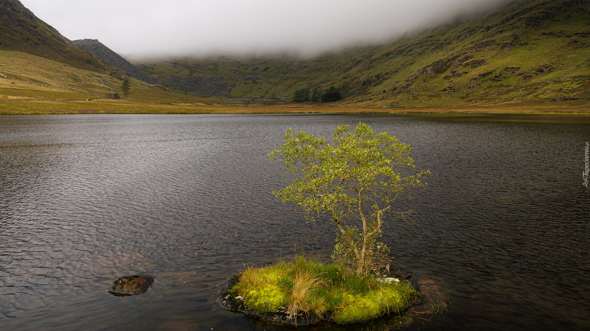 Wysepka, Drzewo, Jezioro, Zielone, Wzgórza, Mgła