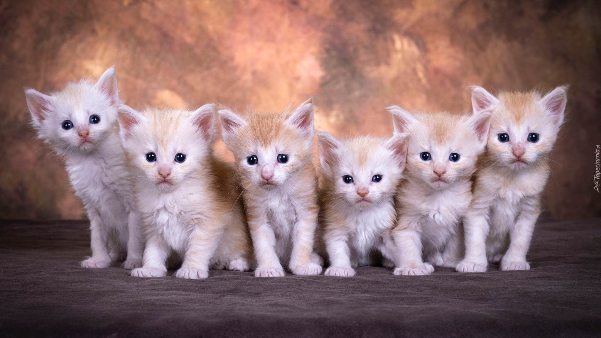 Małe, Rudawe, Koty, Maine coon