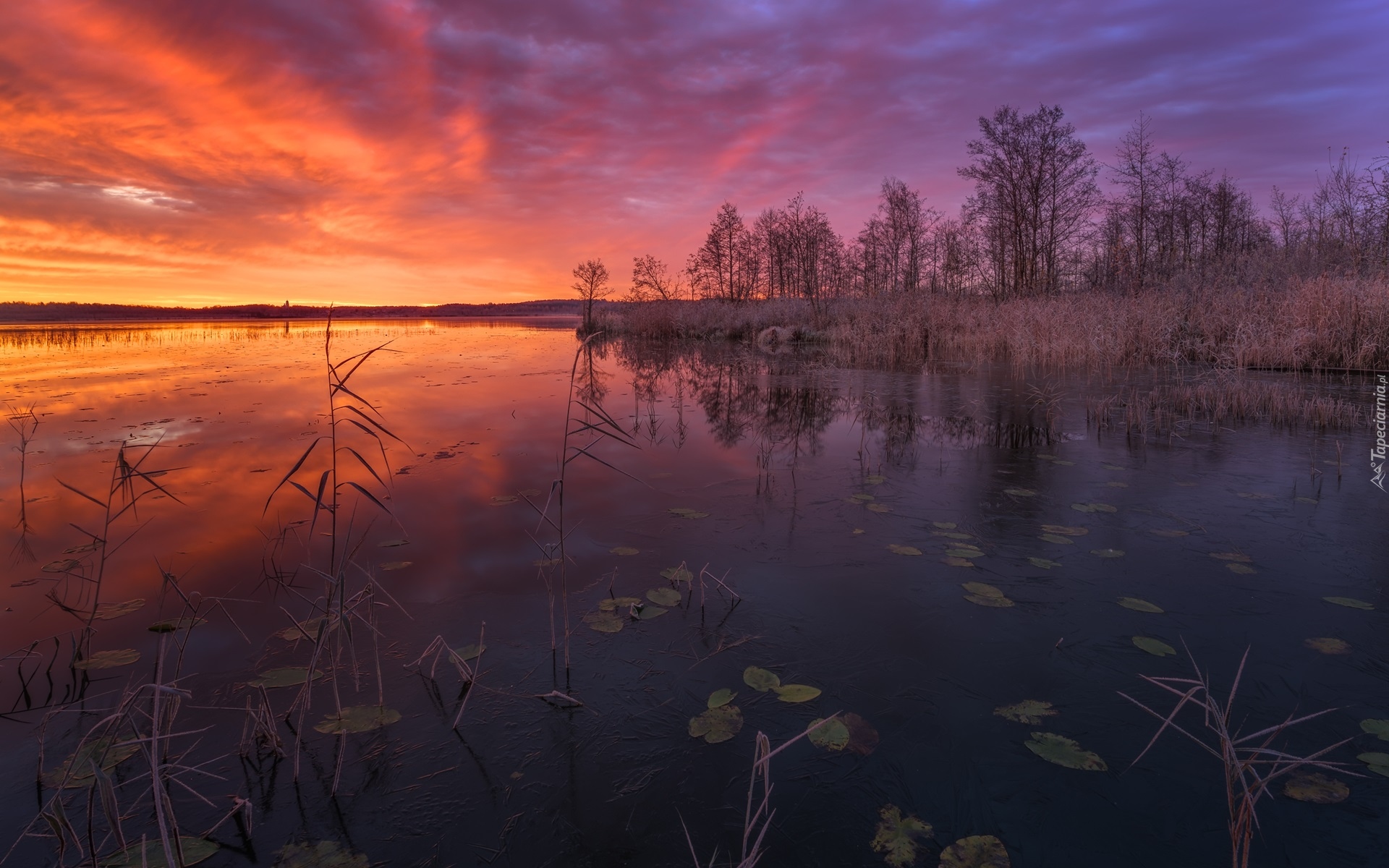 Jezioro, Drzewa, Trawa, Szuwary, Zachód słońca