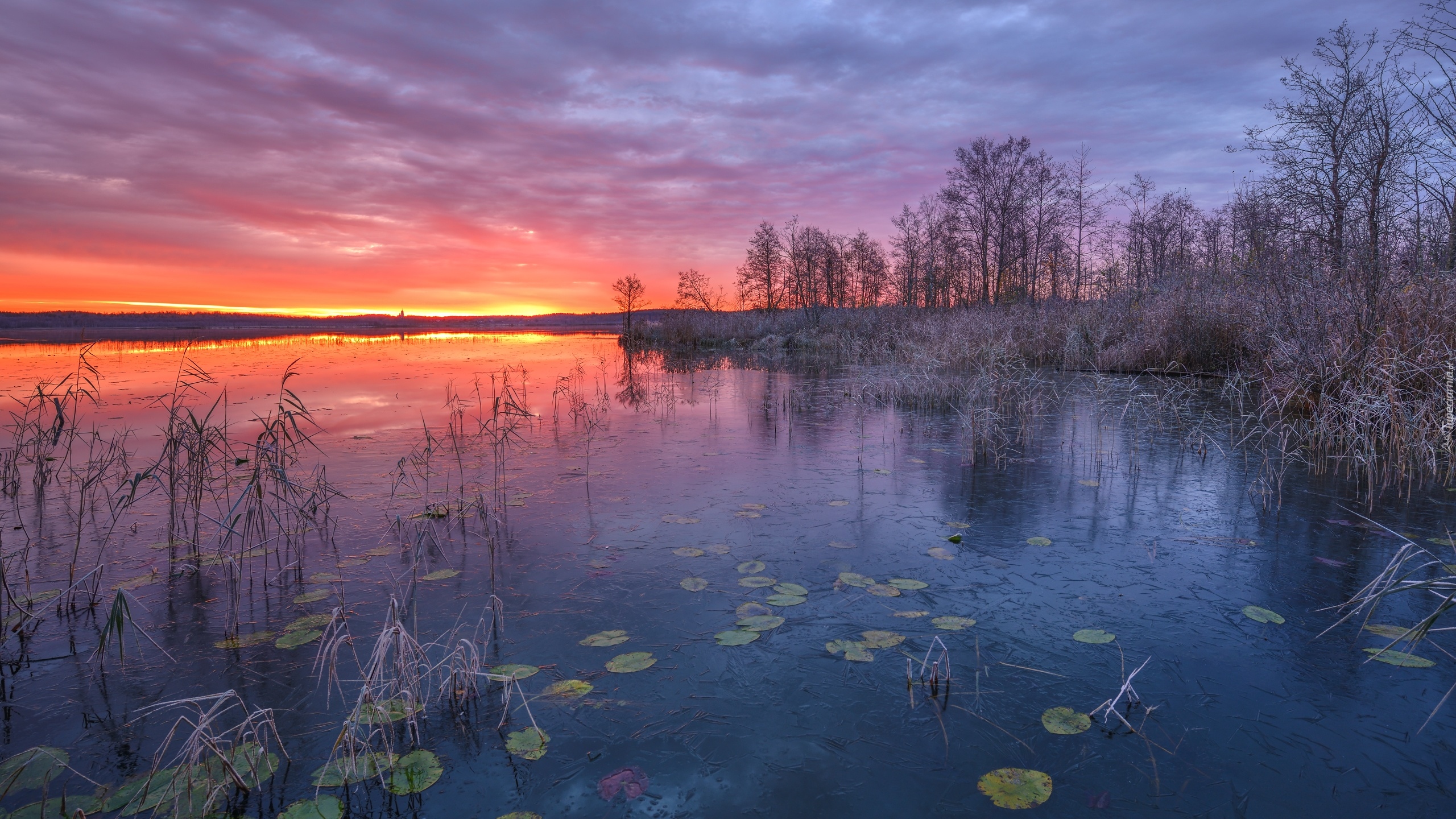 Jezioro, Zachód słońca, Szuwary, Drzewa