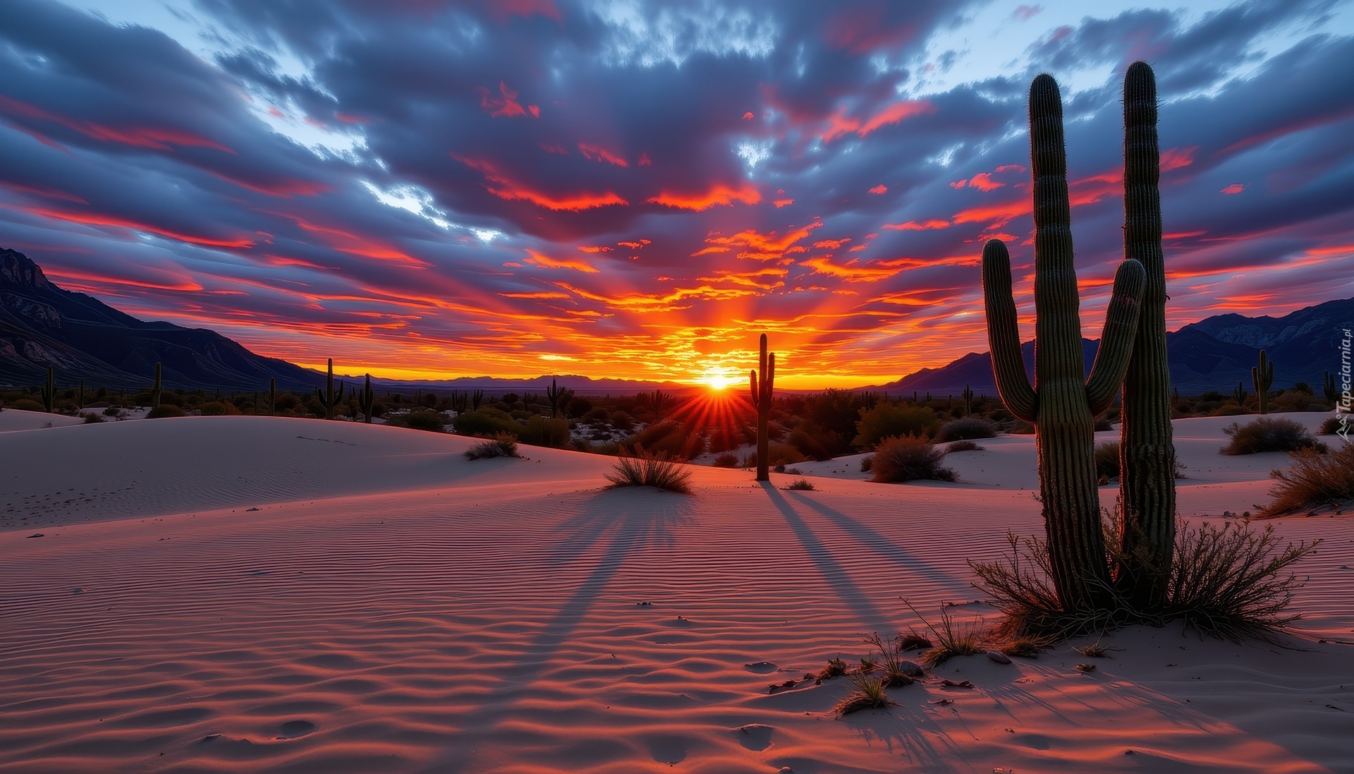 Pustynia, Kaktusy, Zachód słońca, Grafika AI