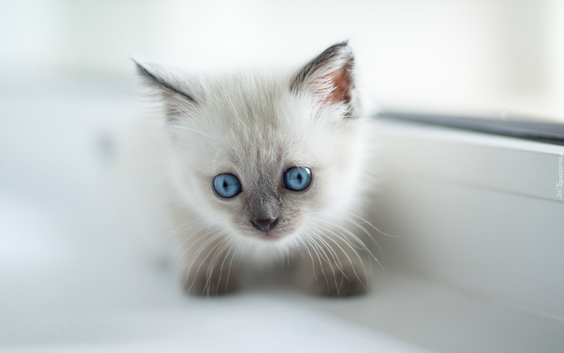 Biały, Kot, Młody, Niebieskooki