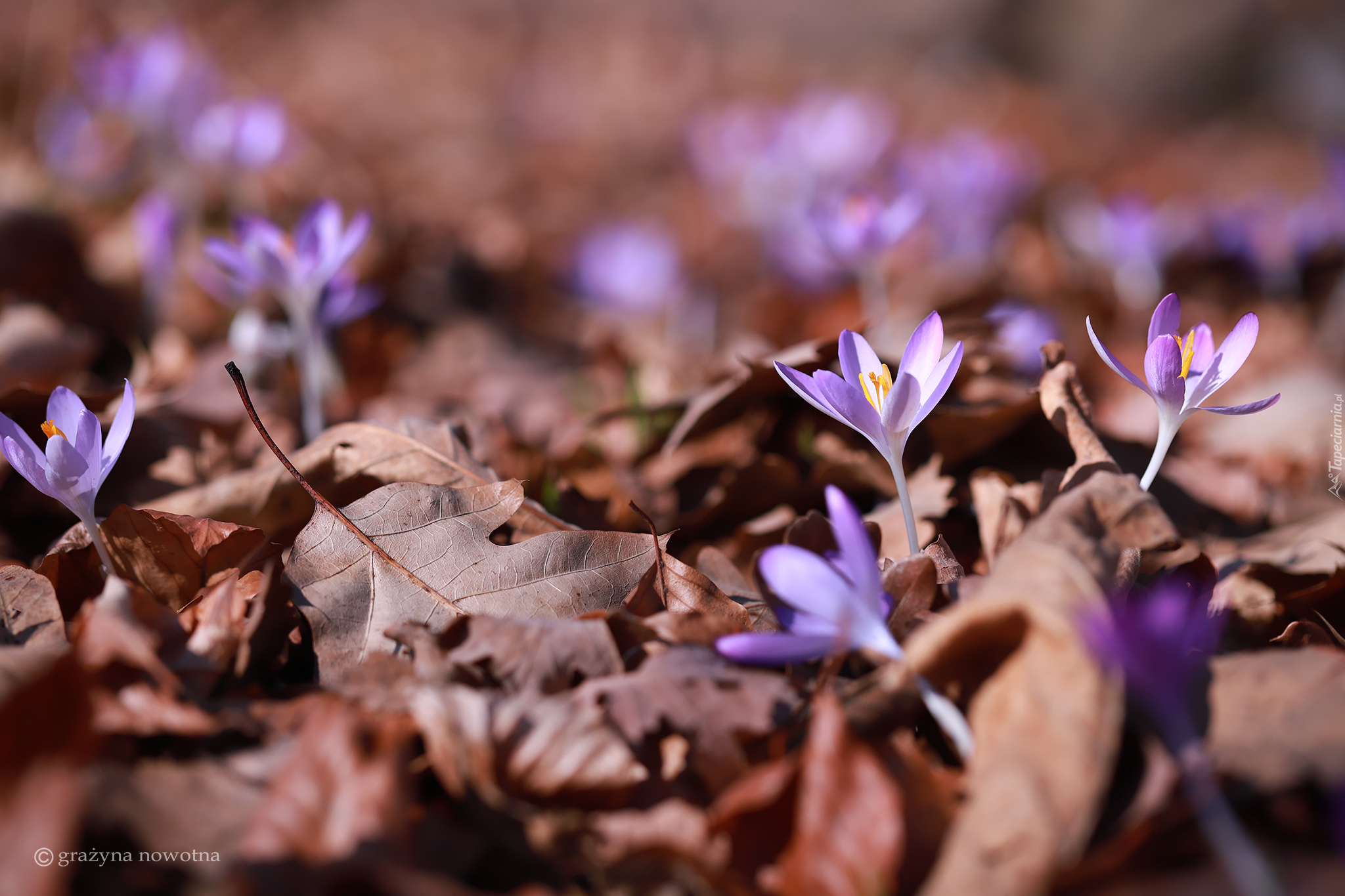 Liliowe, Krokusy, Suche, Liście