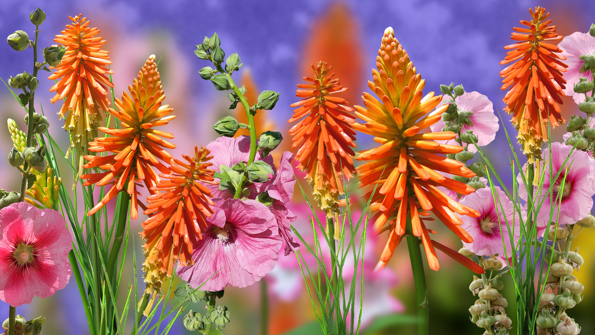 Kwiaty, Malwy, Trytoma groniasta