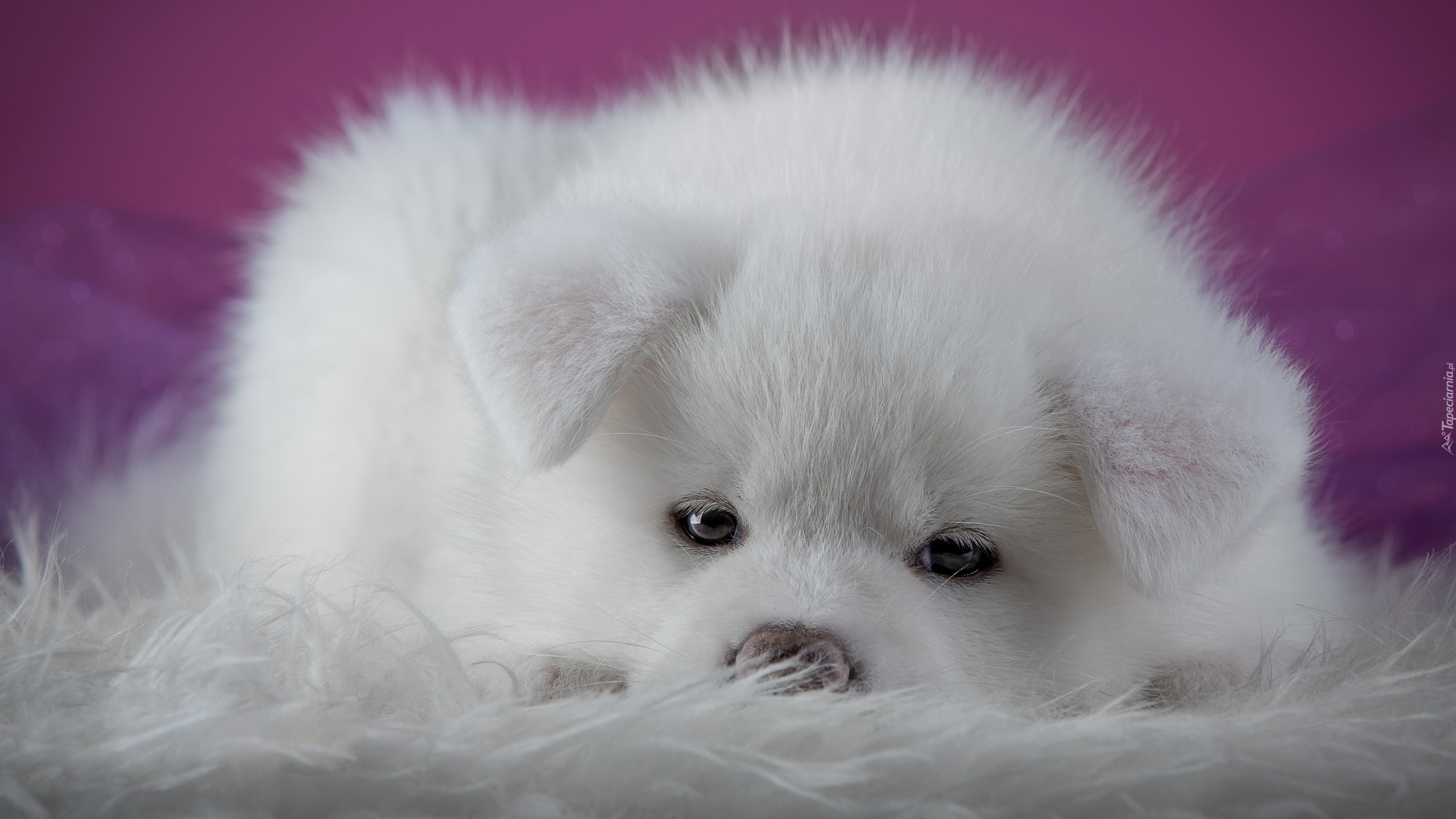 Biały, Akita inu, Szczeniak