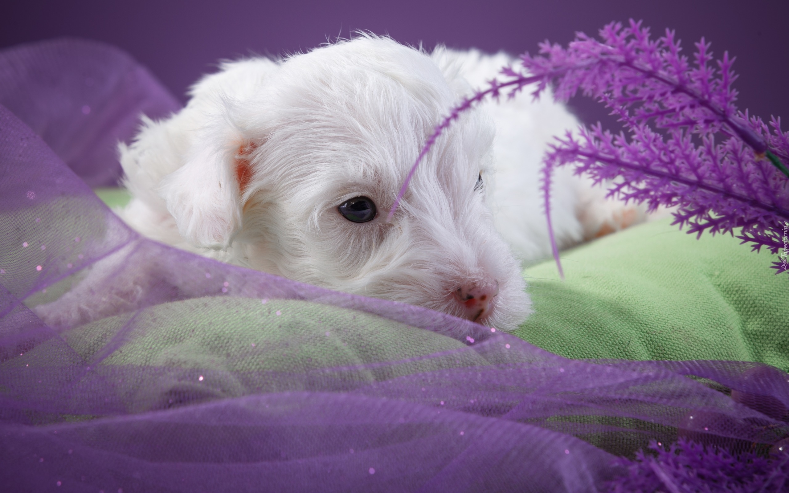 Mały, Biały, Szczeniaczek, Pies, Sealyham Terrier