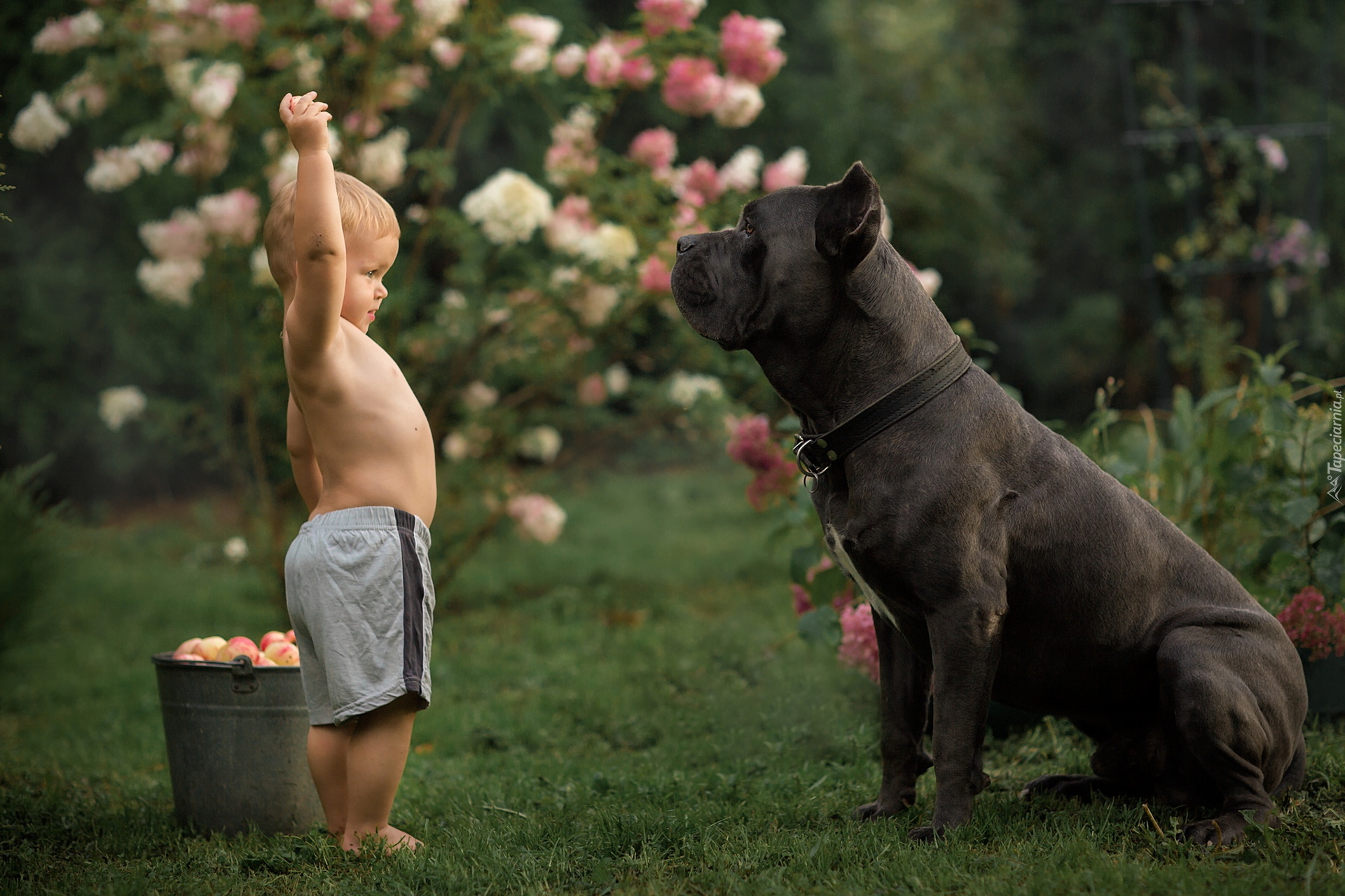 Duży, Pies, Cane corso, Dziecko, Chłopiec, Wiadro, Jabłka