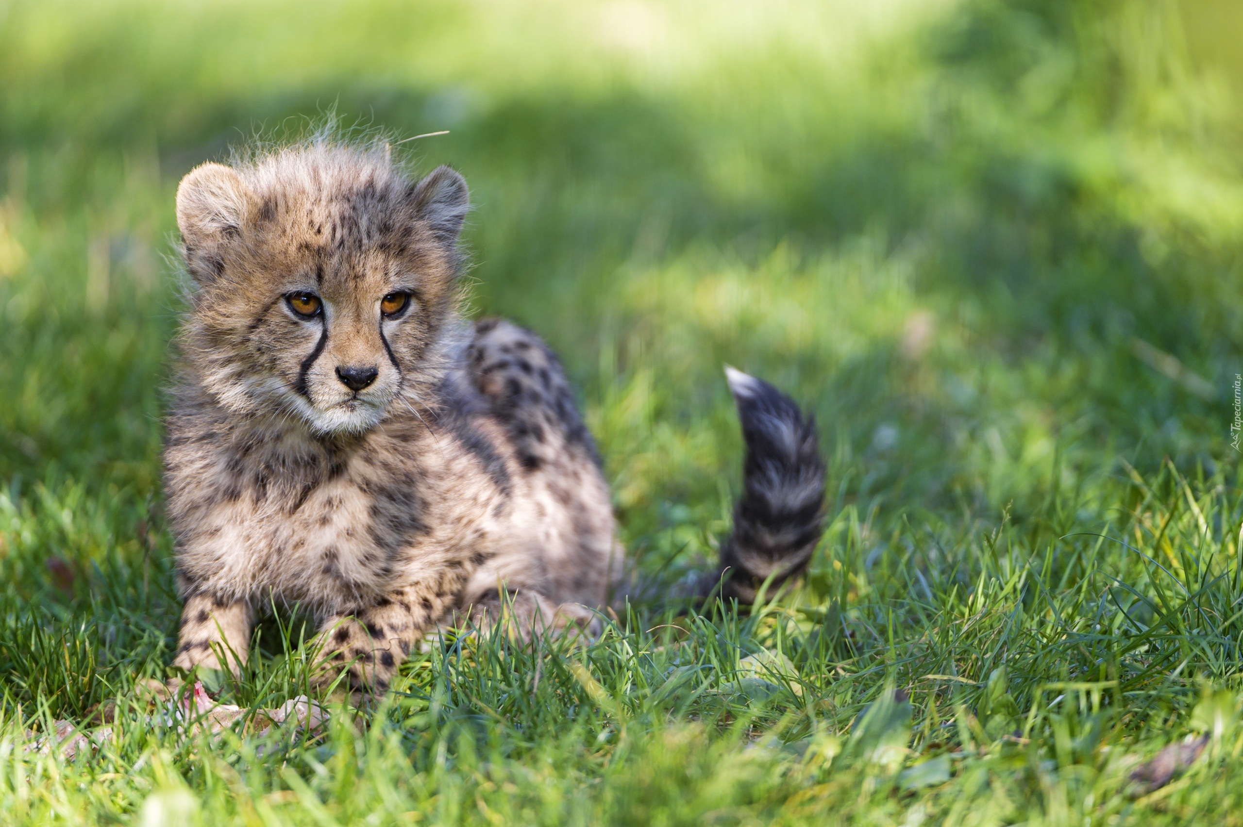 Mały, Gepard, Trawa