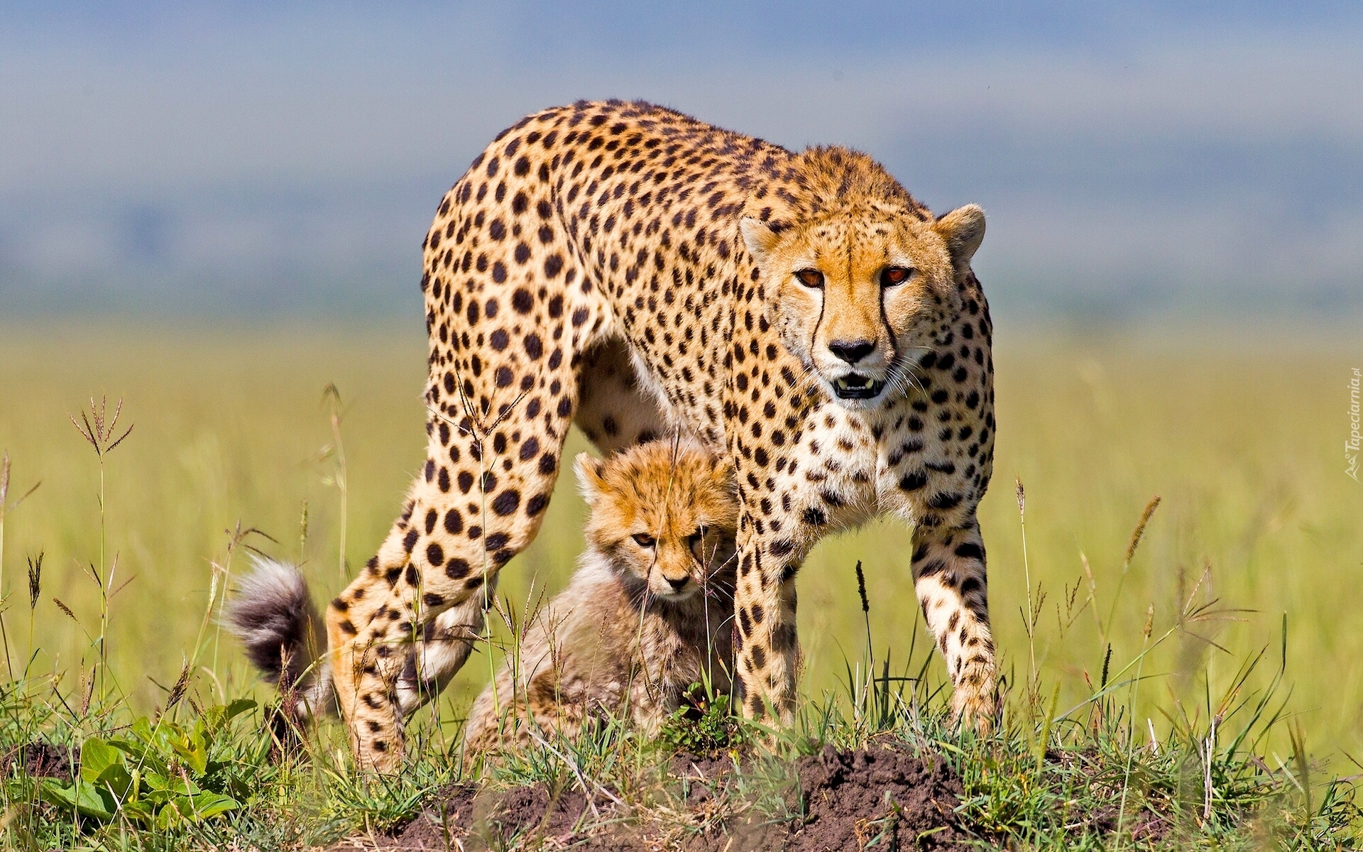 Gepard, Mały, Duży