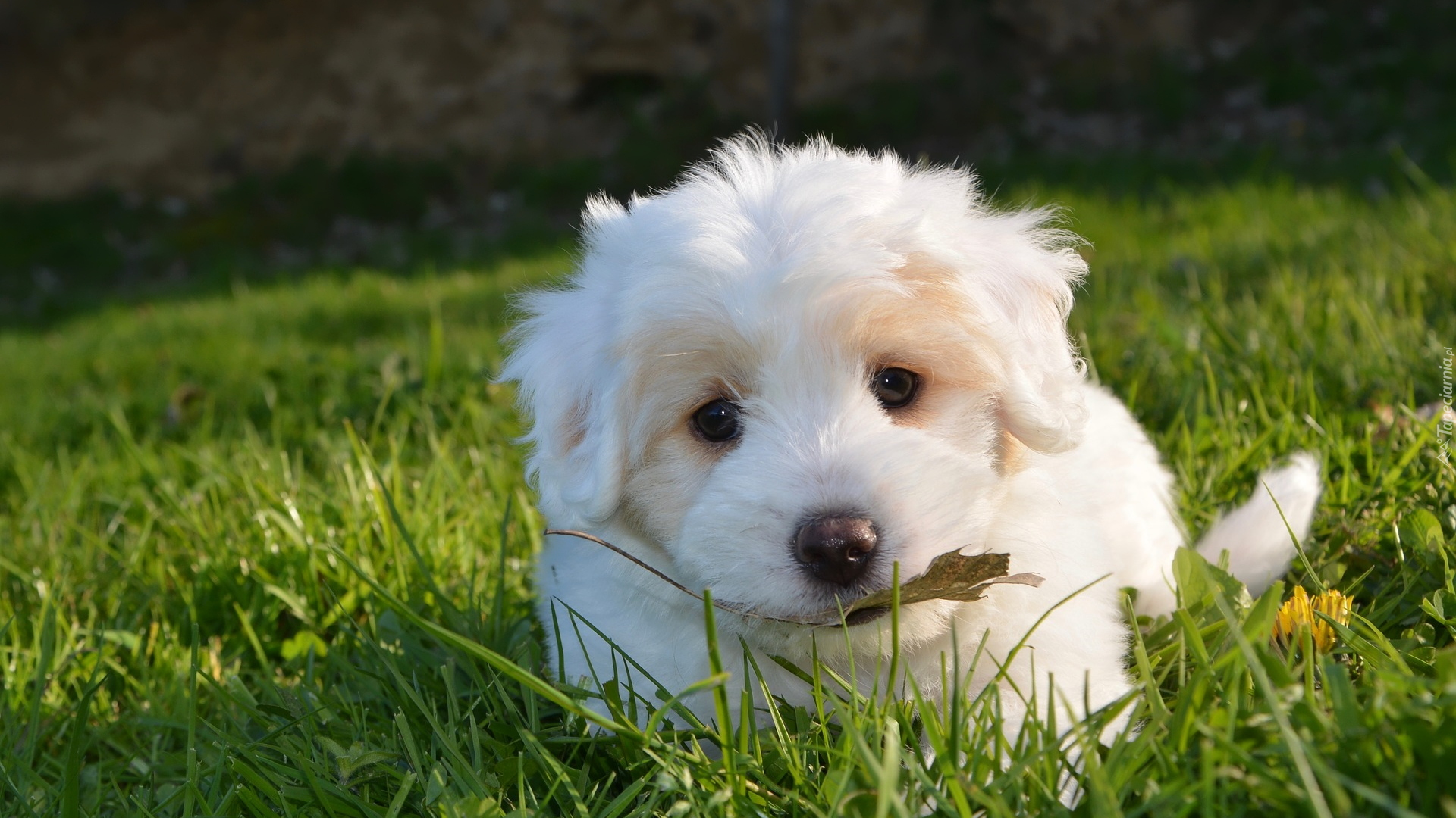 Pies, Biały, Szczeniak, Golden retriever, Trawa