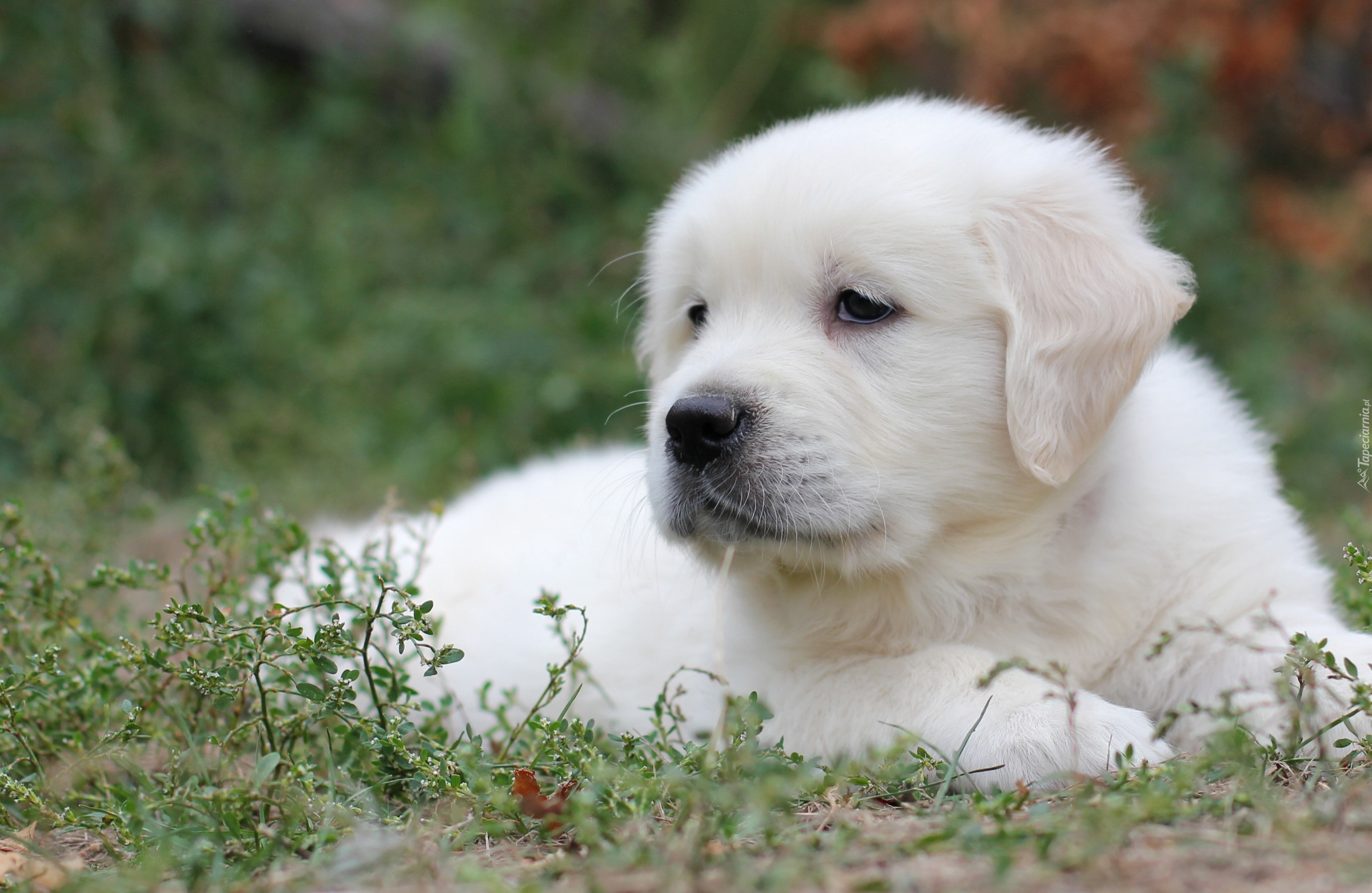 Szczeniak, Golden retriever, Rośliny