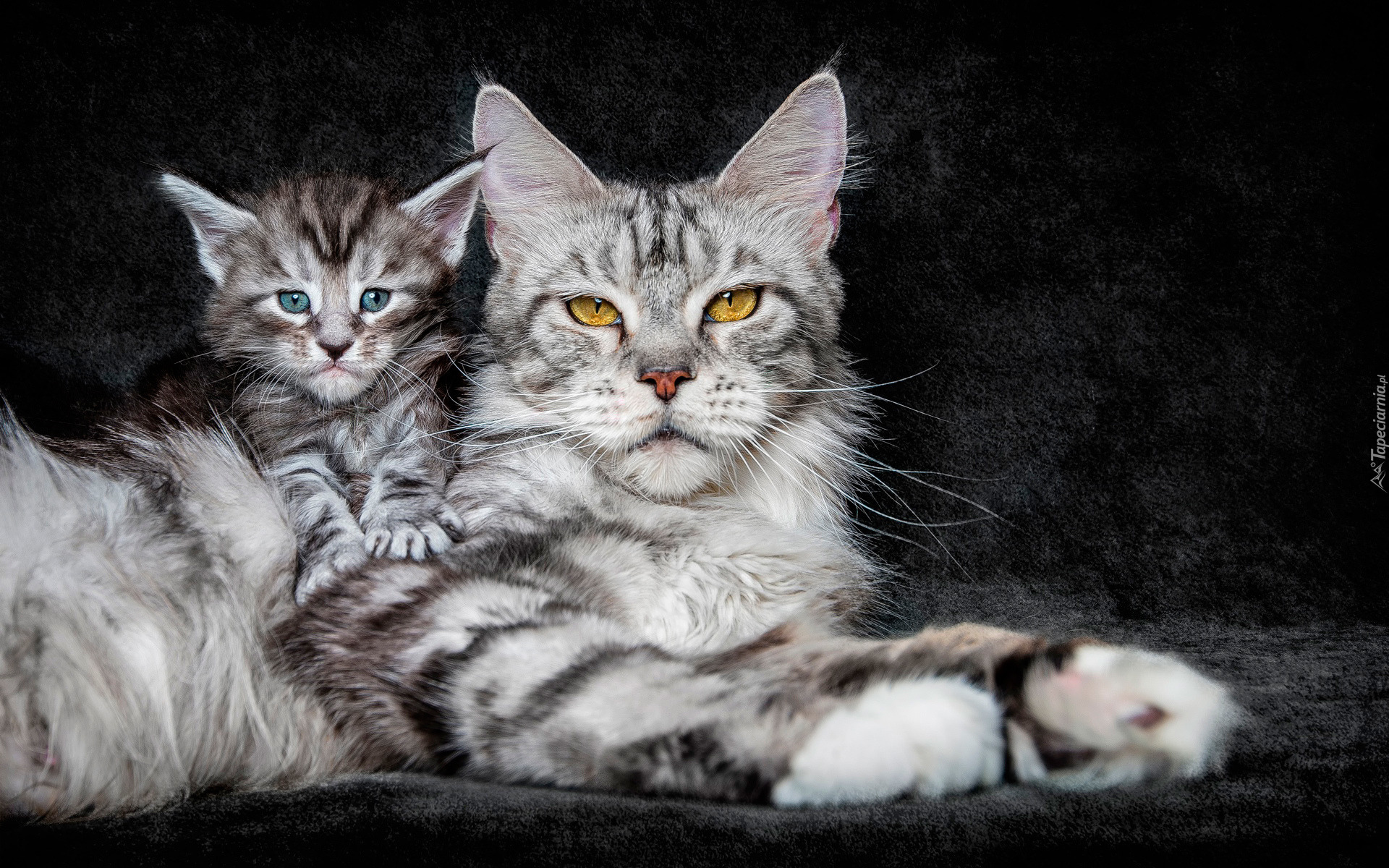 Koty, Mały, Duży, Maine coon