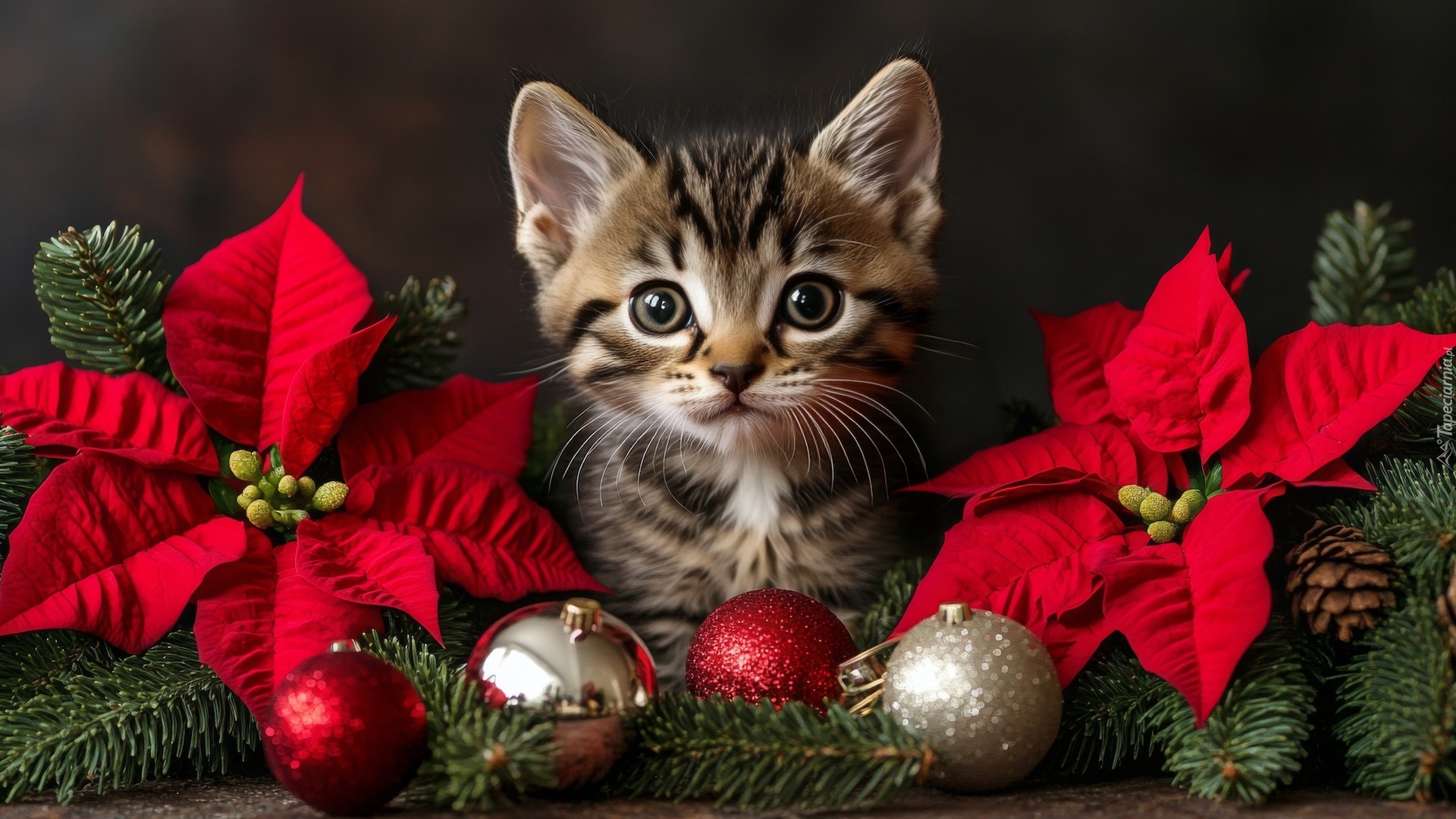 Kot, Mały, Kotek, Kwiaty, Gwiazda betlejemska, Bombki