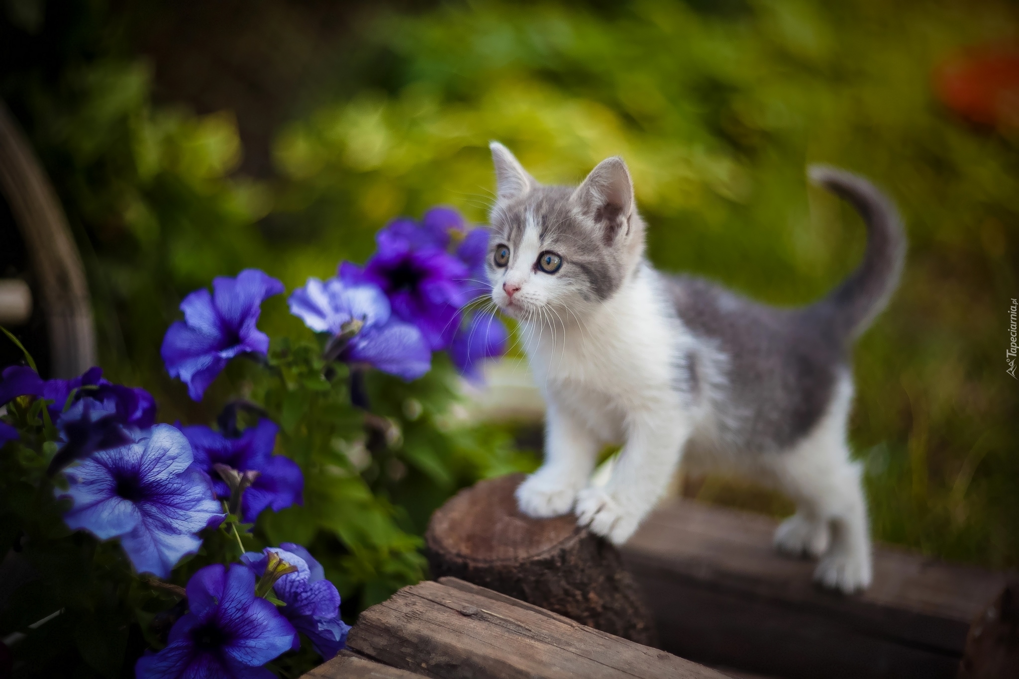 Mały, Kotek, Niebieskie, Kwiaty, Petunie