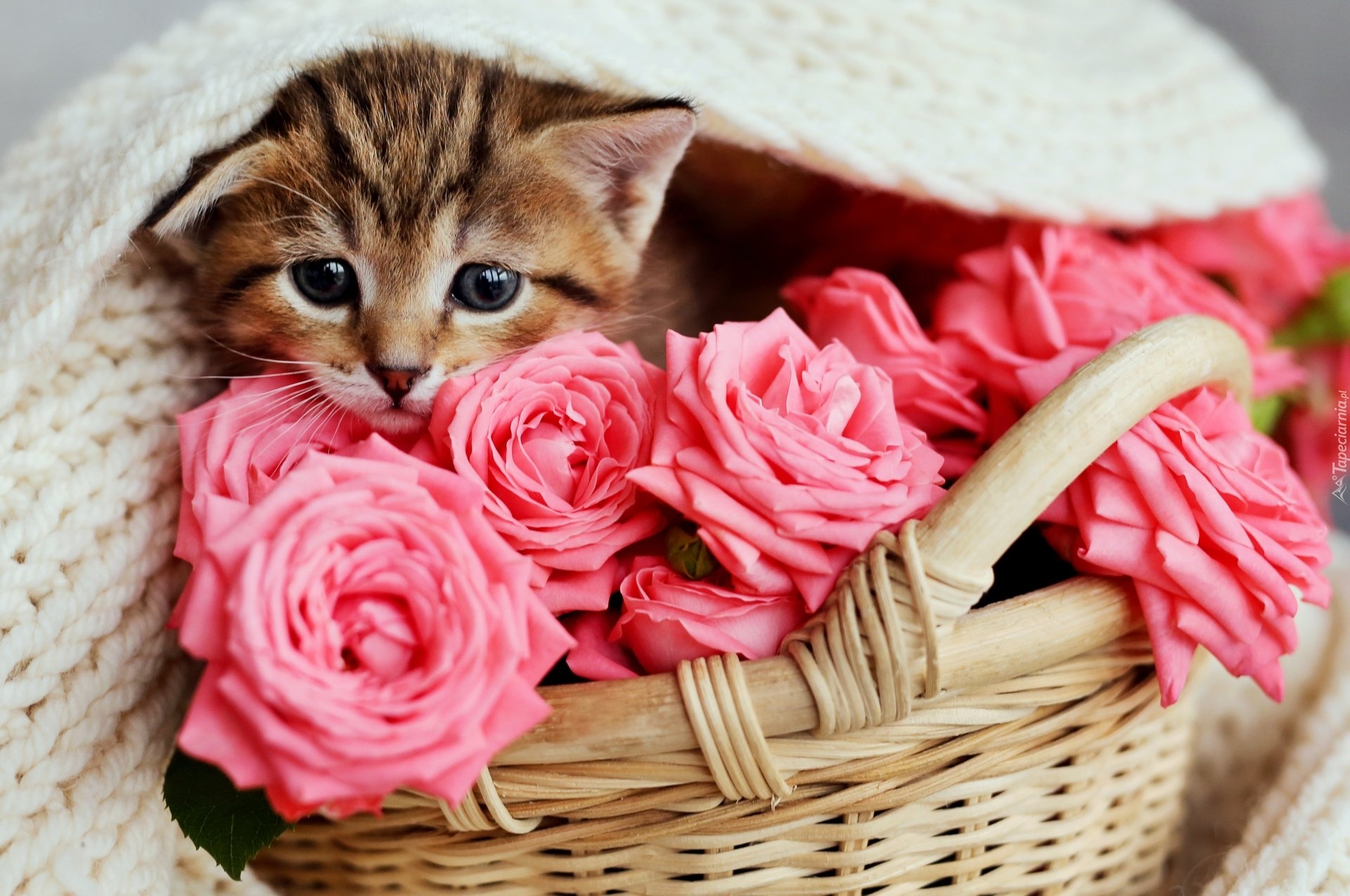 Kot, Wiklinowy, Koszyk, Różowe, Róże, Wełniany, Koc