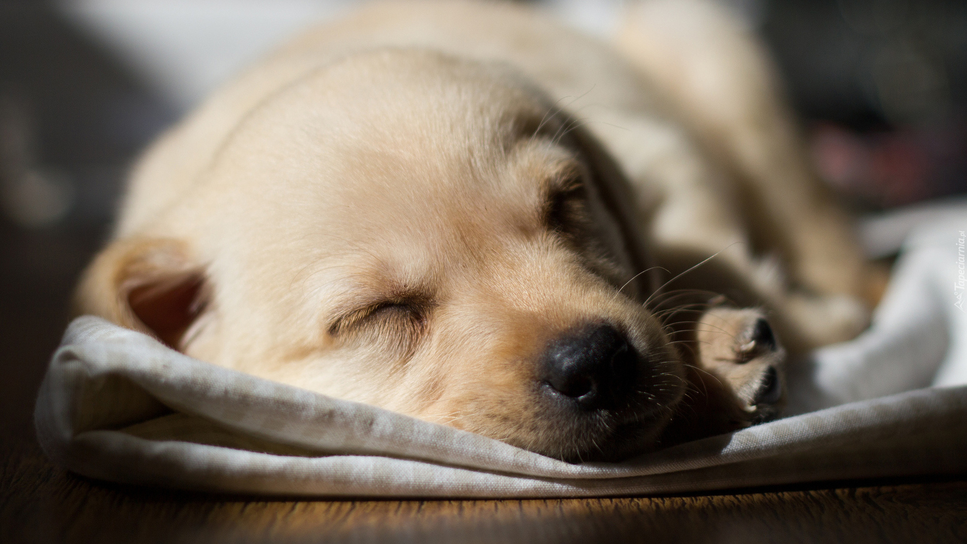 Śpiący, Szczeniak, Labrador retriever