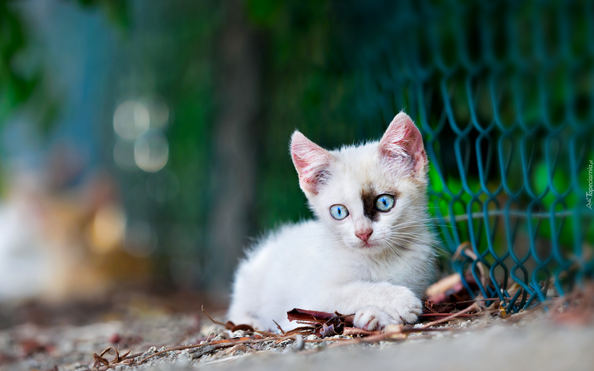 Kotek, Mały, Biały, Niebieskooki, Siatka