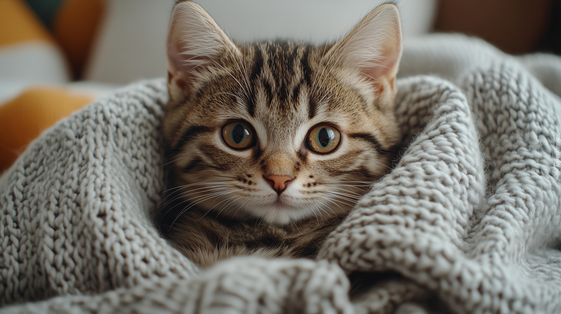 Szary, Mały, Kot, Koc