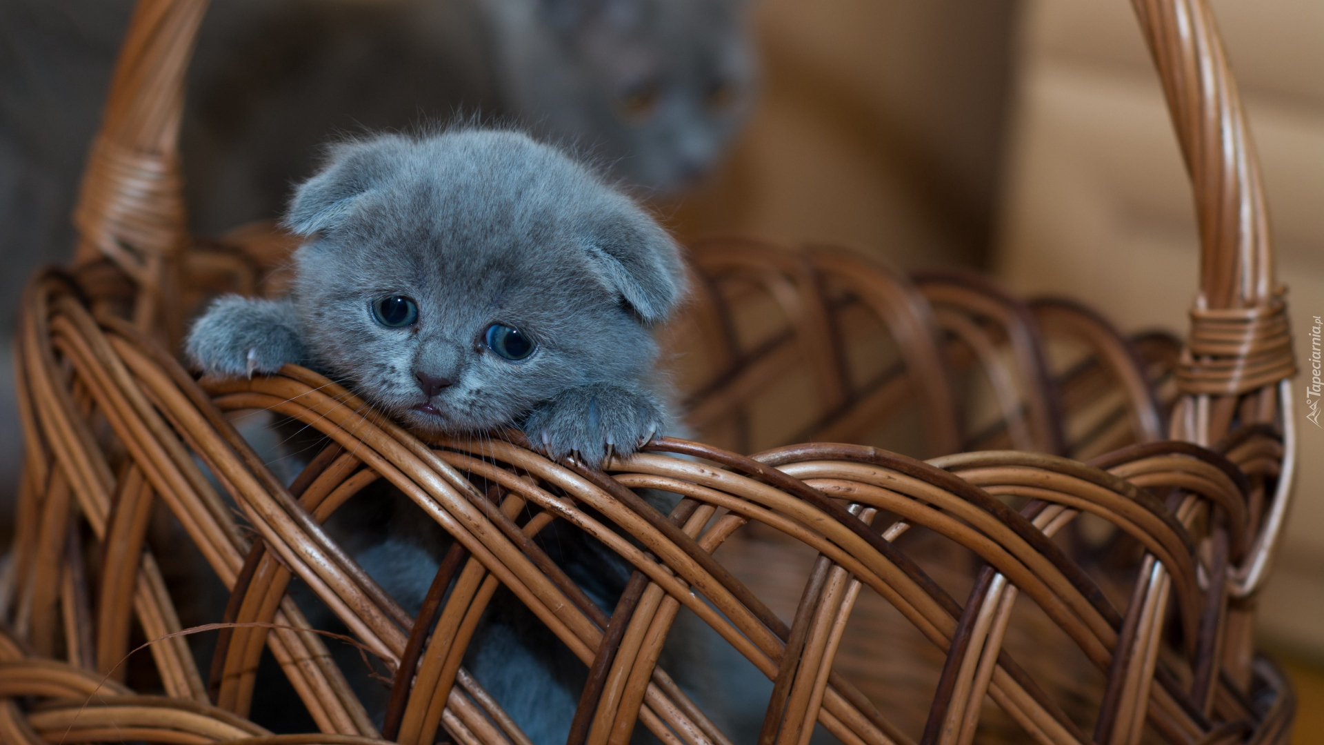 Mały, Kot brytyjski krótkowłosy niebieski