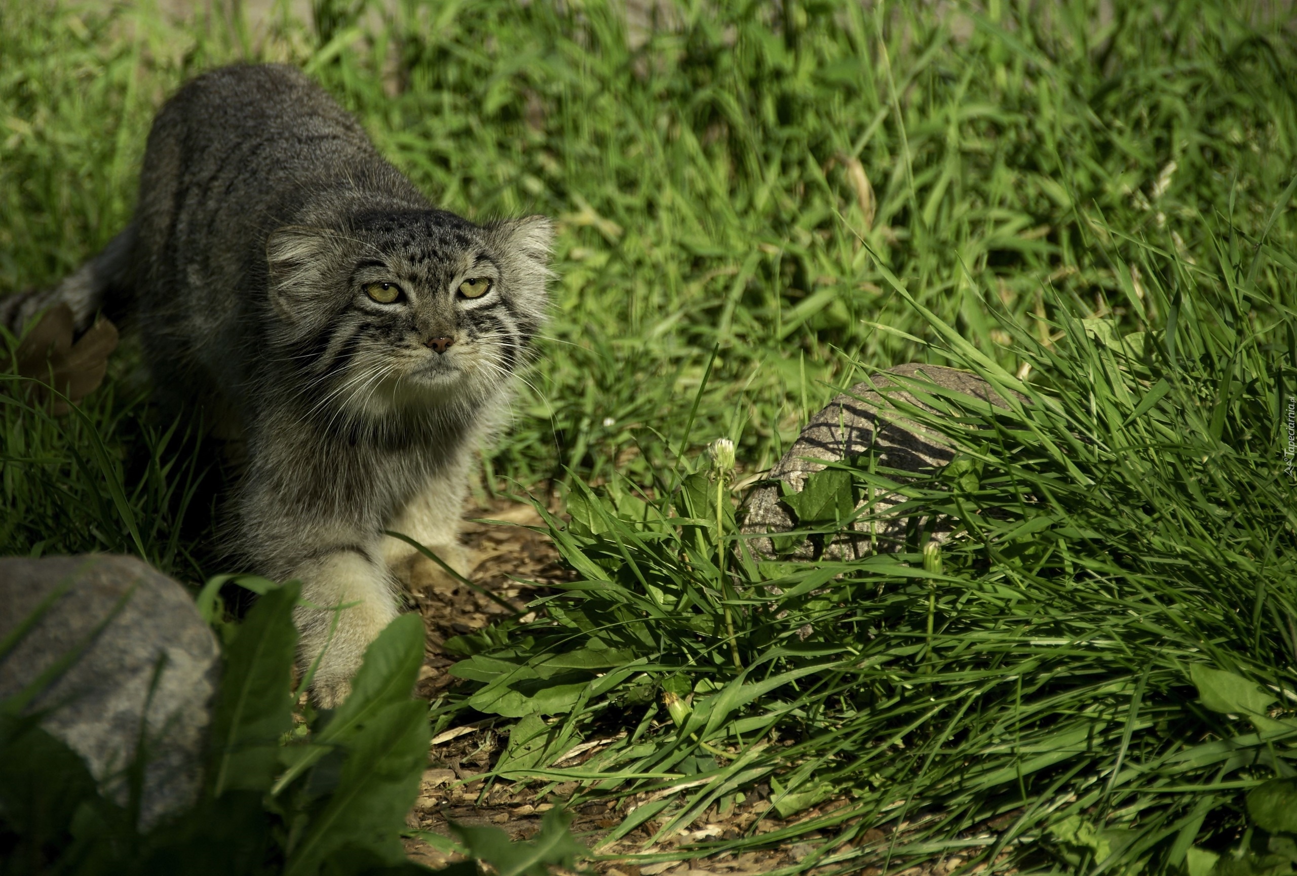 Manul, Trawa, Kamienie