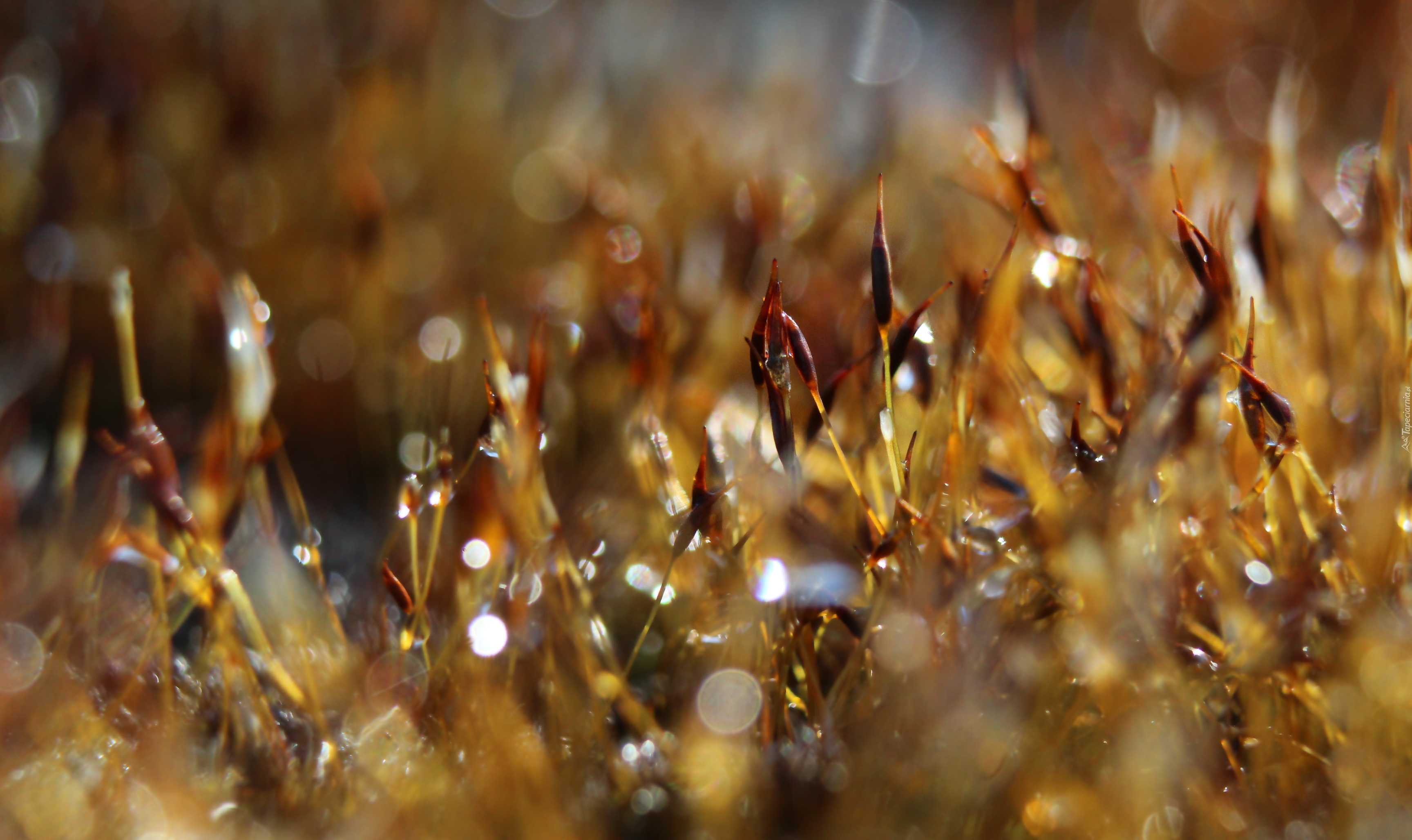 Mech, Bokeh, Makro