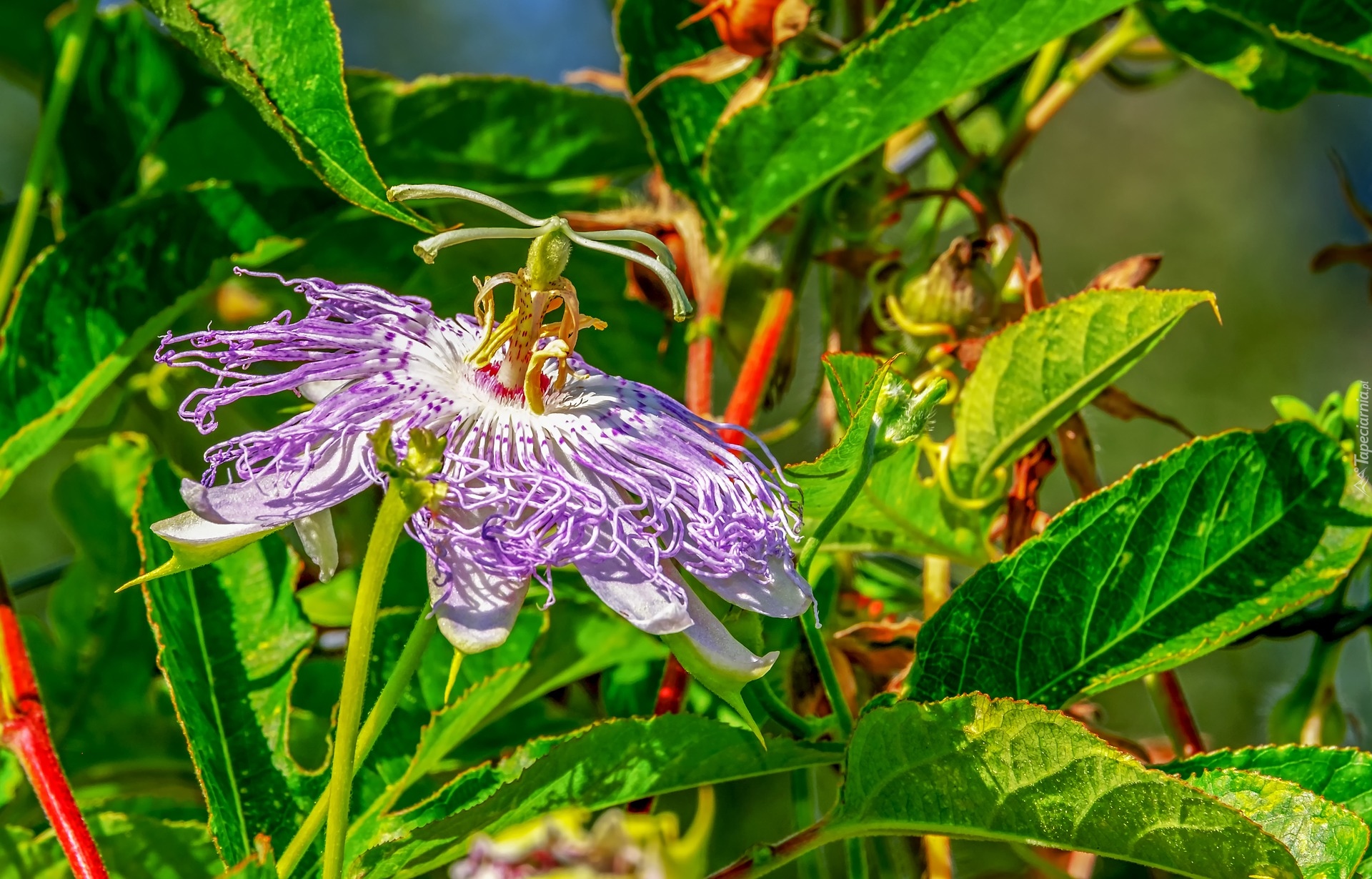 Roślina, Ogród, Liście, Kwiat, Passiflora, Męczennica